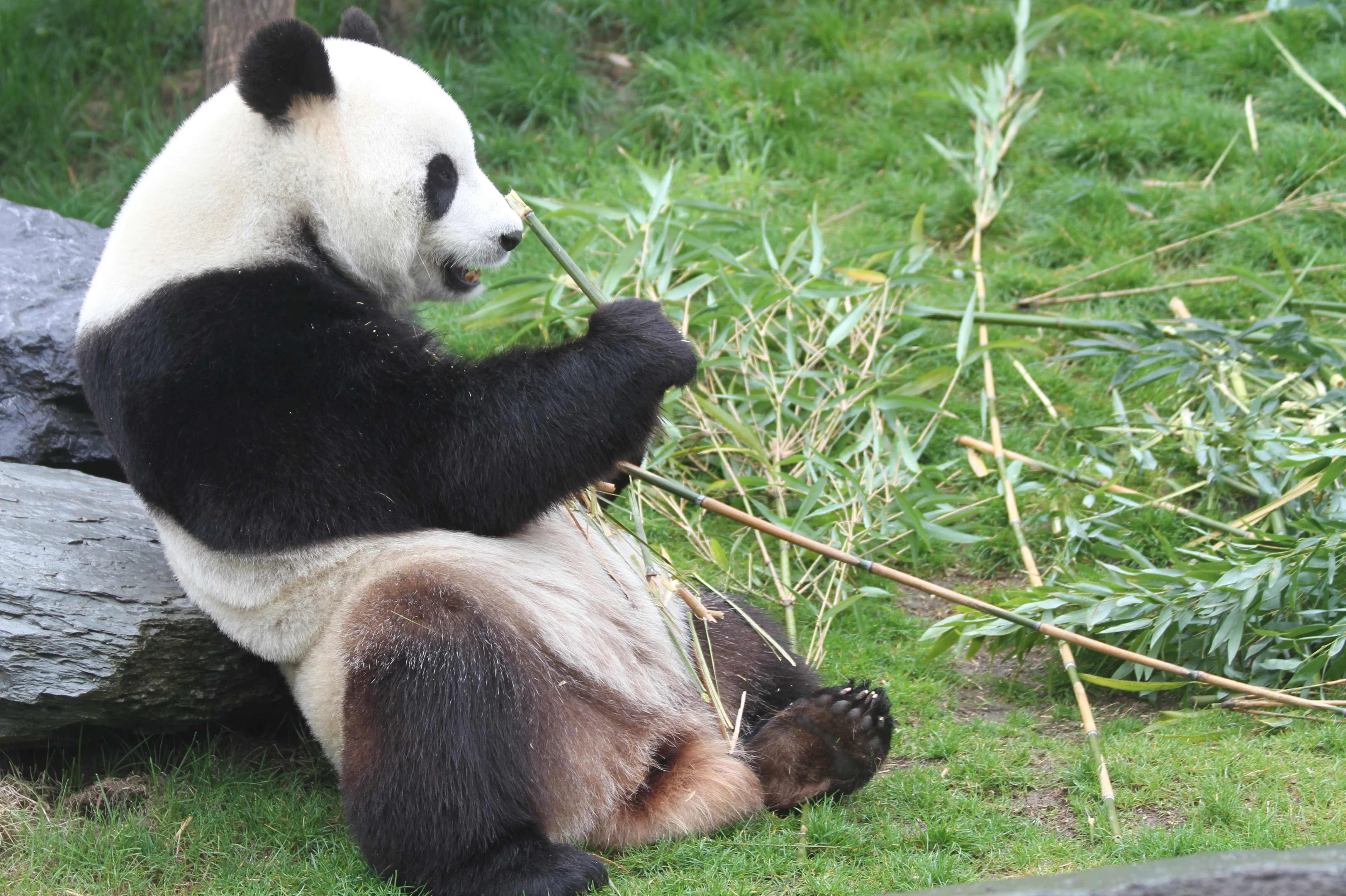 Pairi Daiza