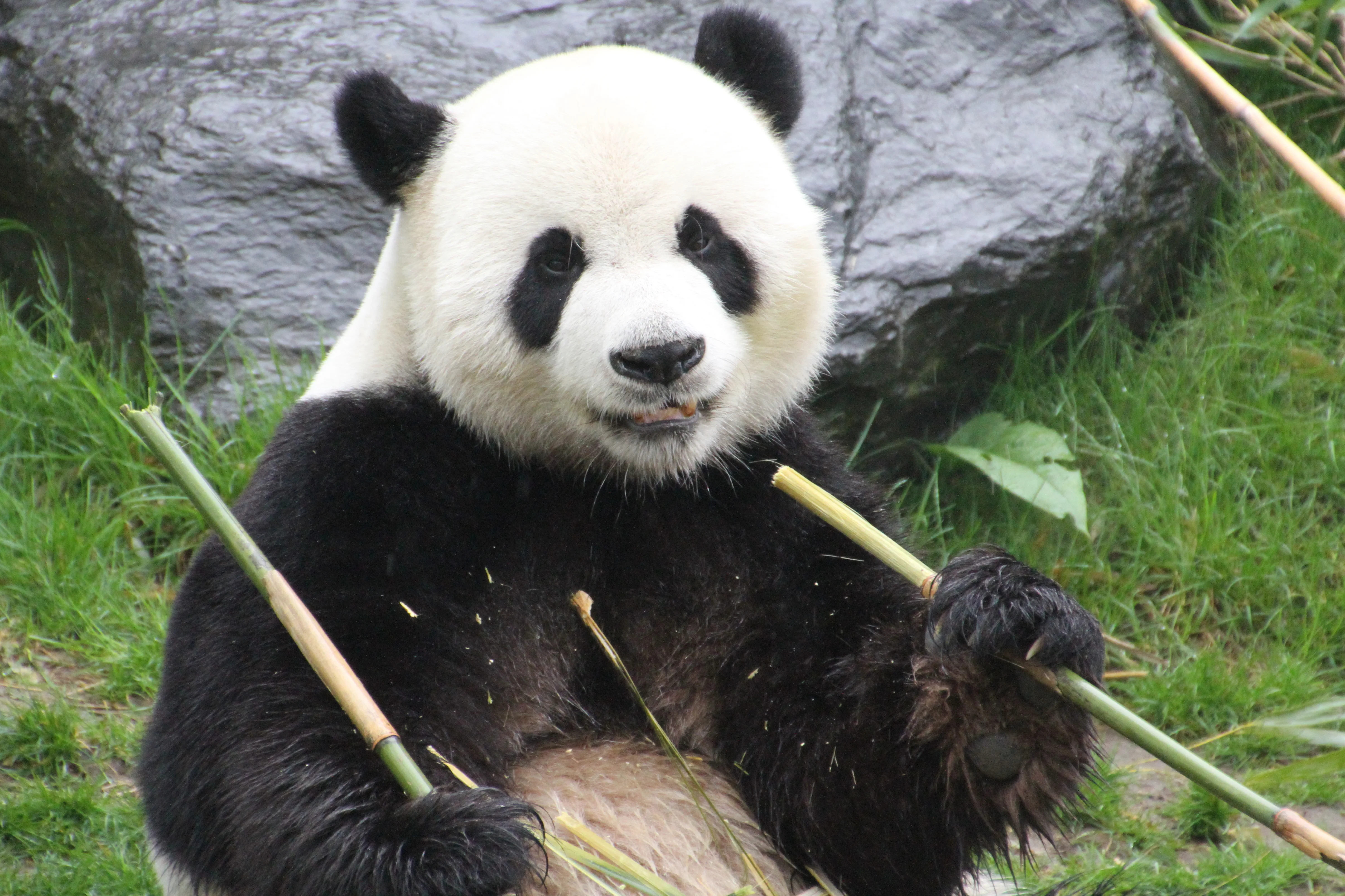 Pairi Daiza