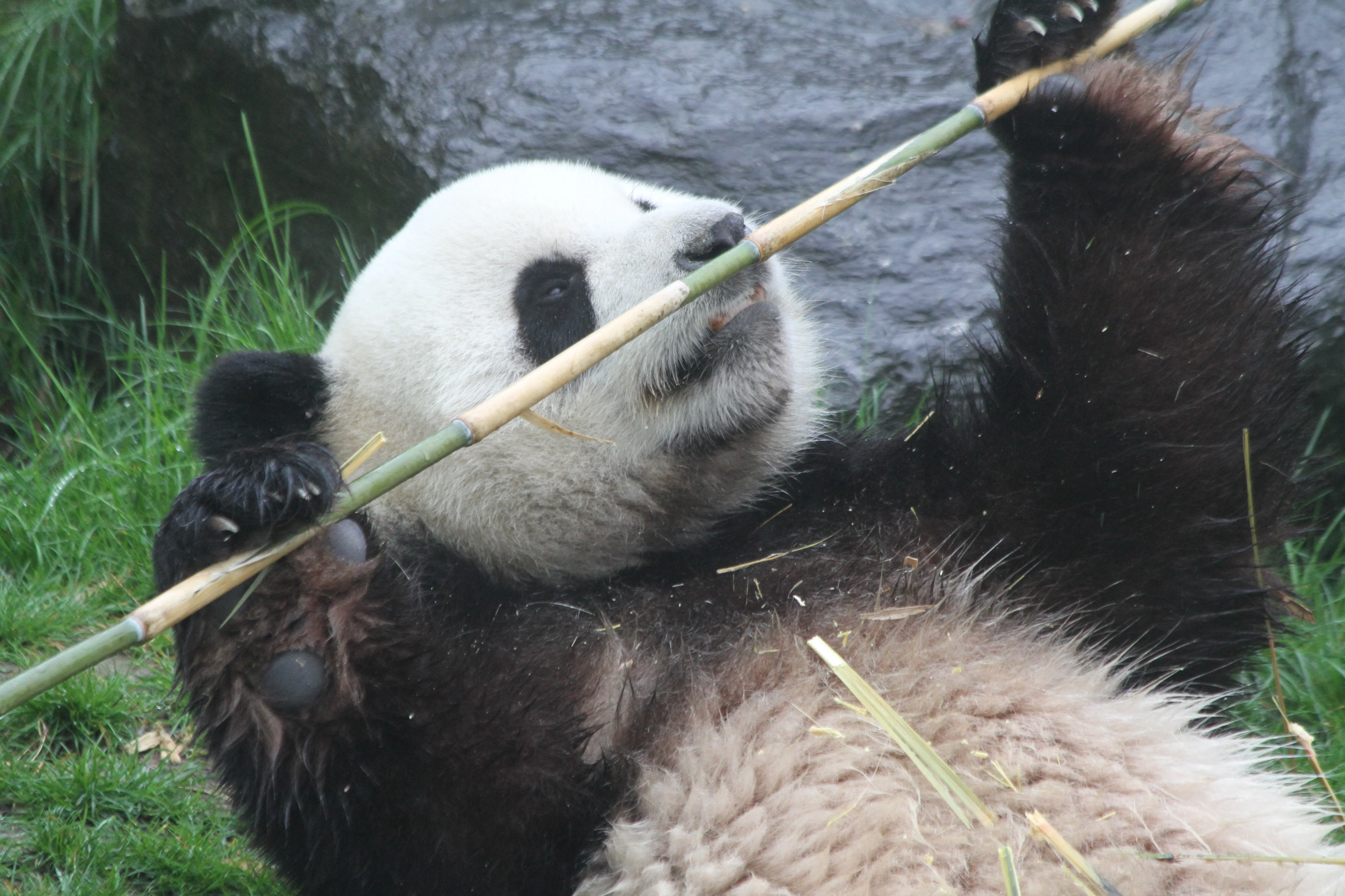 Pairi Daiza