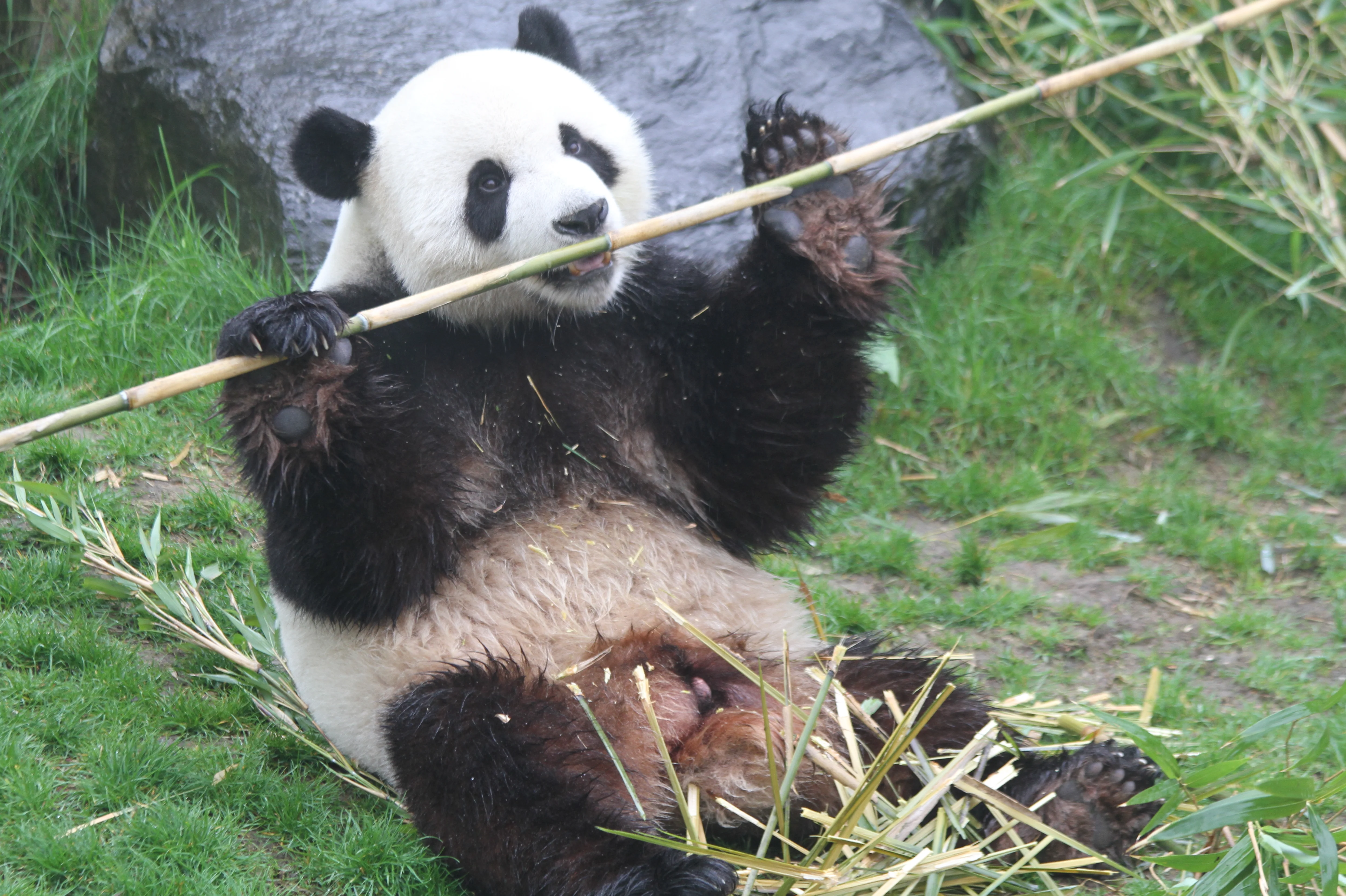 Pairi Daiza