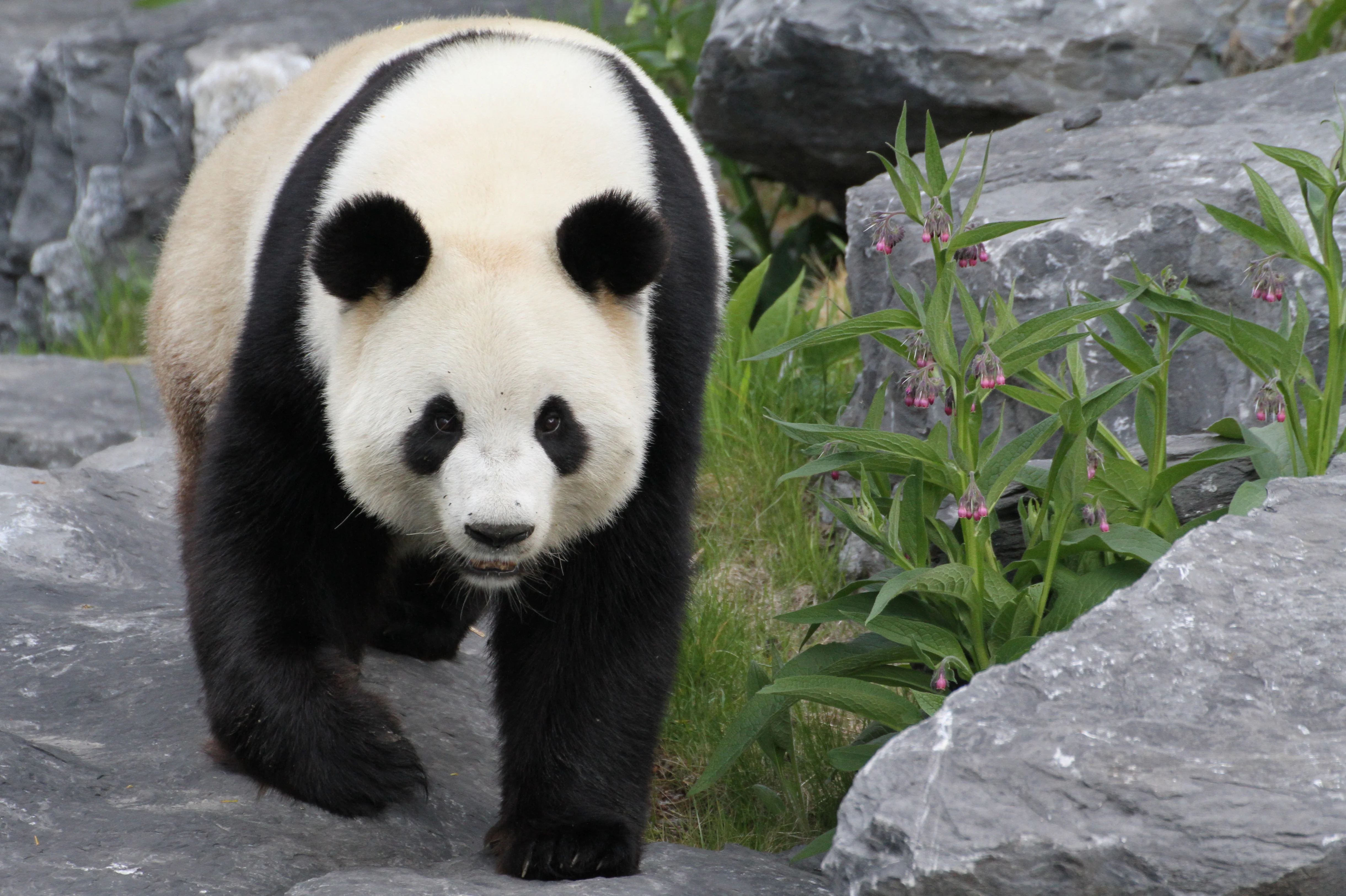 Pairi Daiza