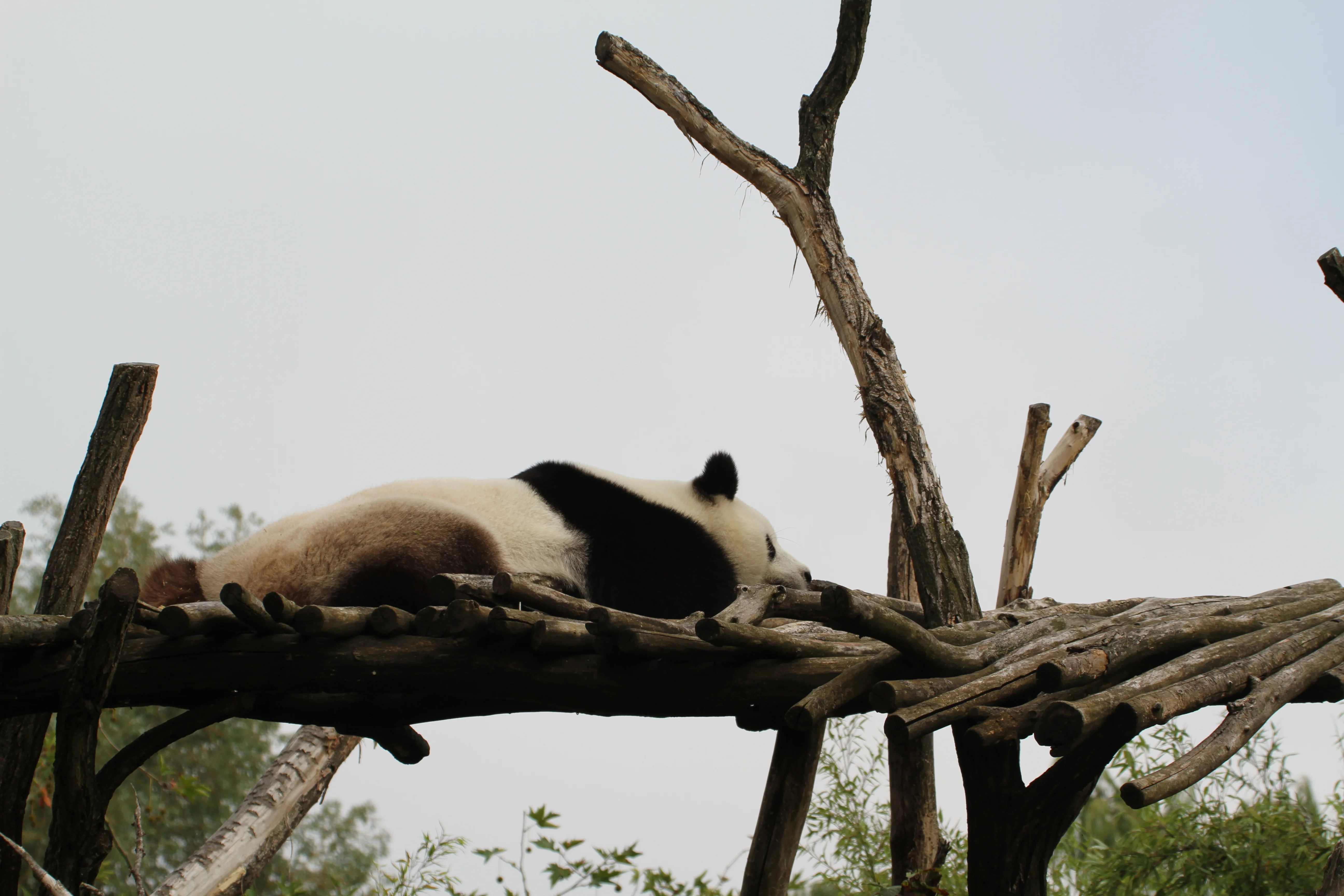 Pairi Daiza