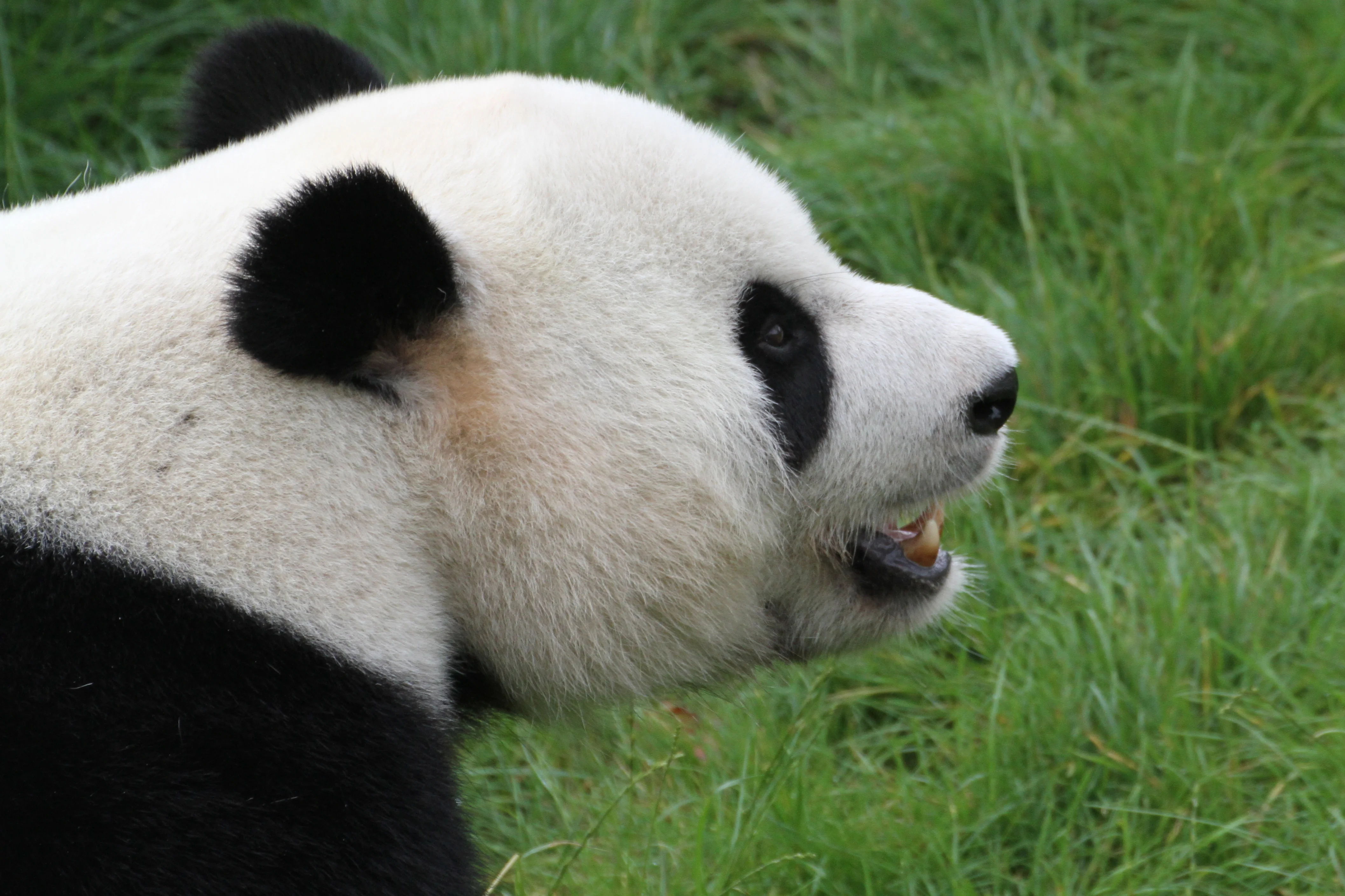 Pairi Daiza