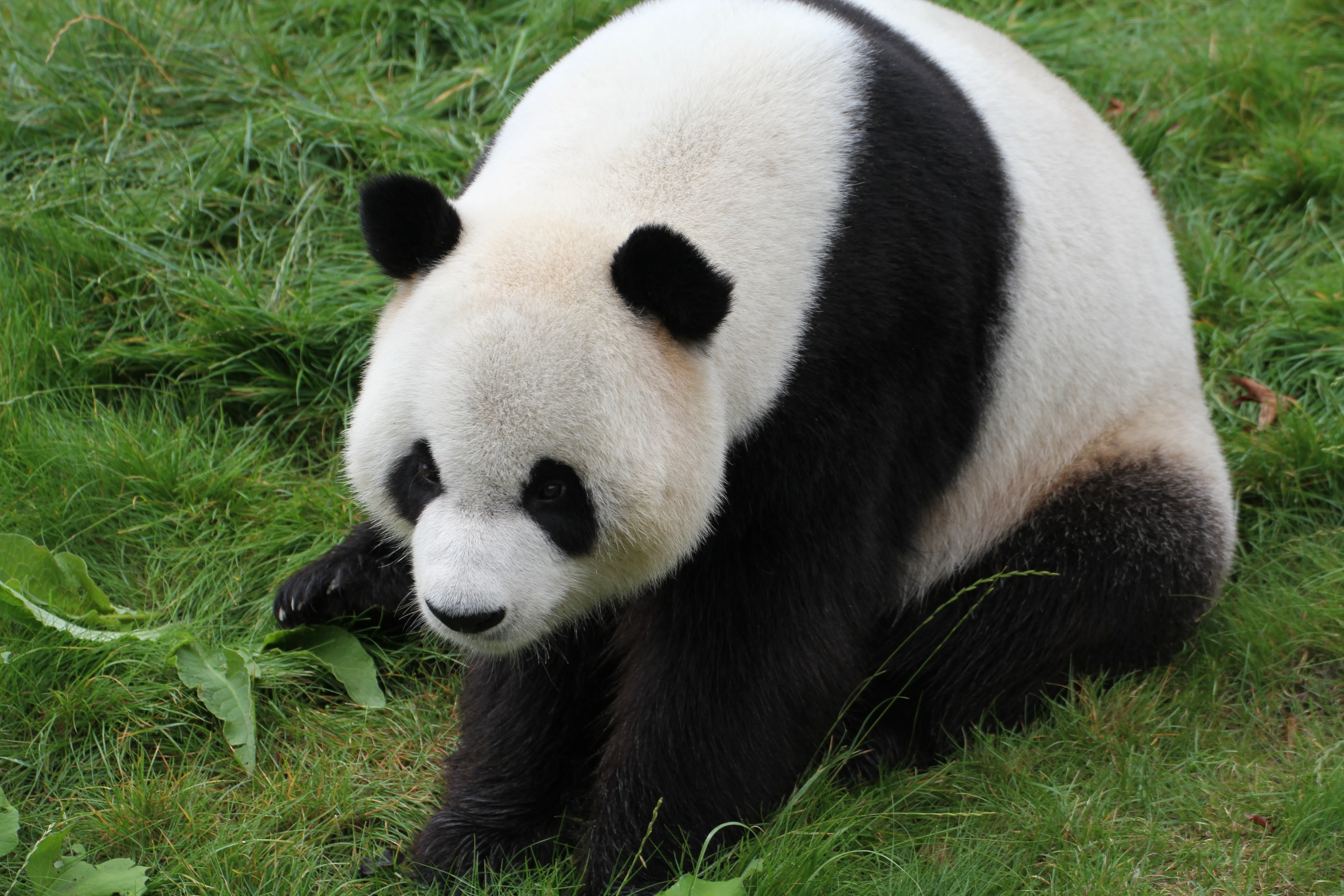 Pairi Daiza