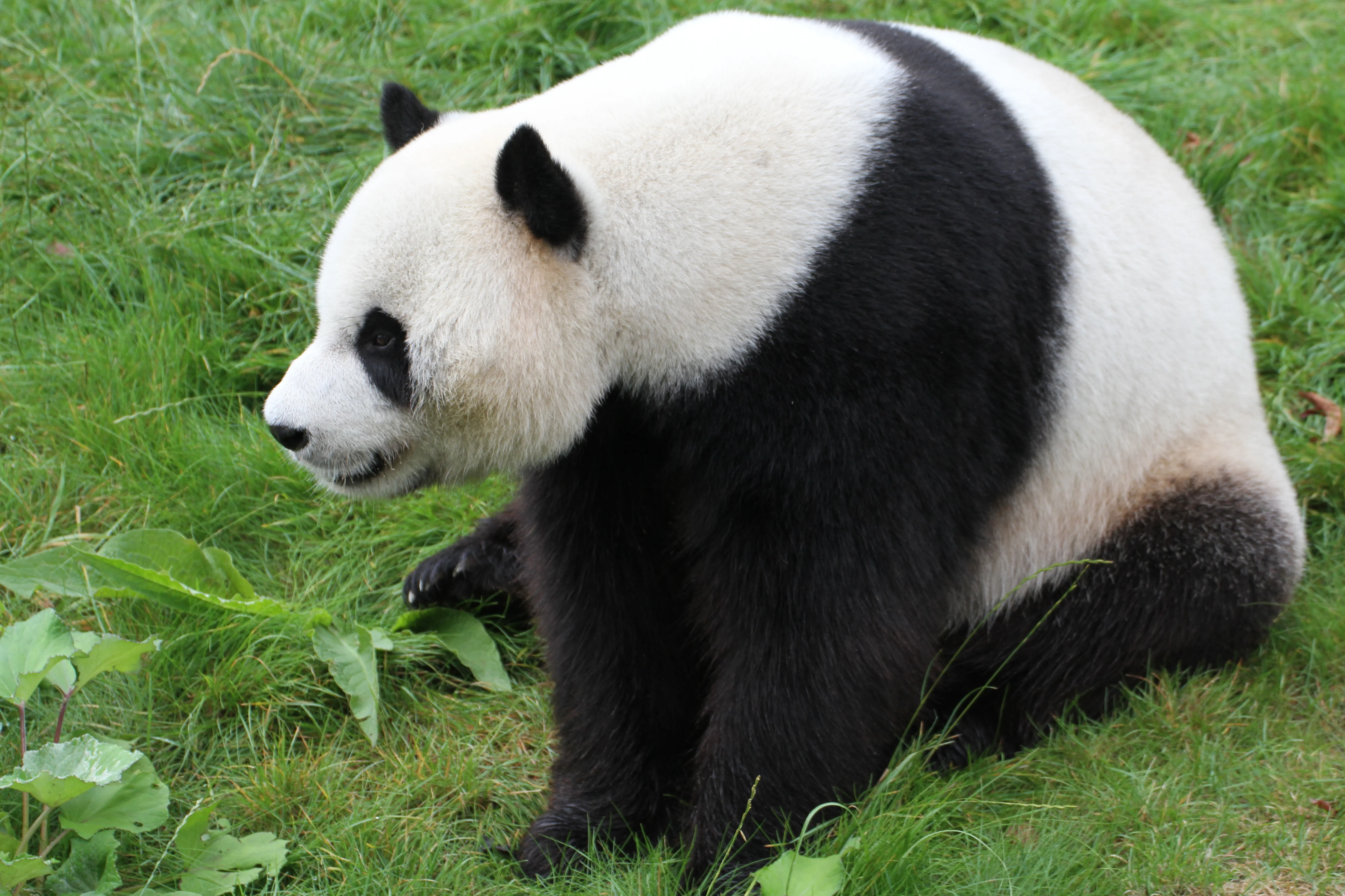 Pairi Daiza