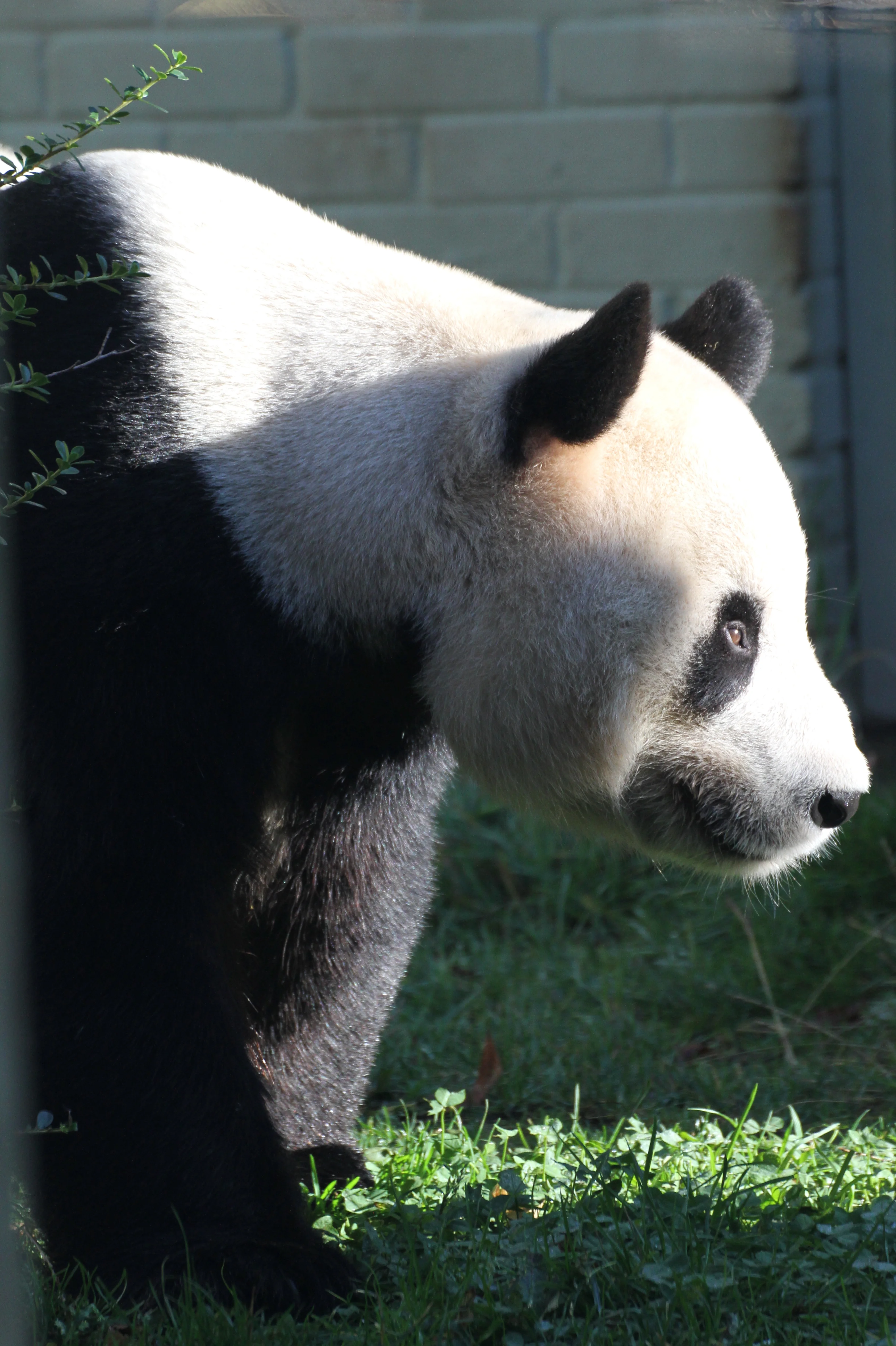 RZSS Edinburgh Zoo