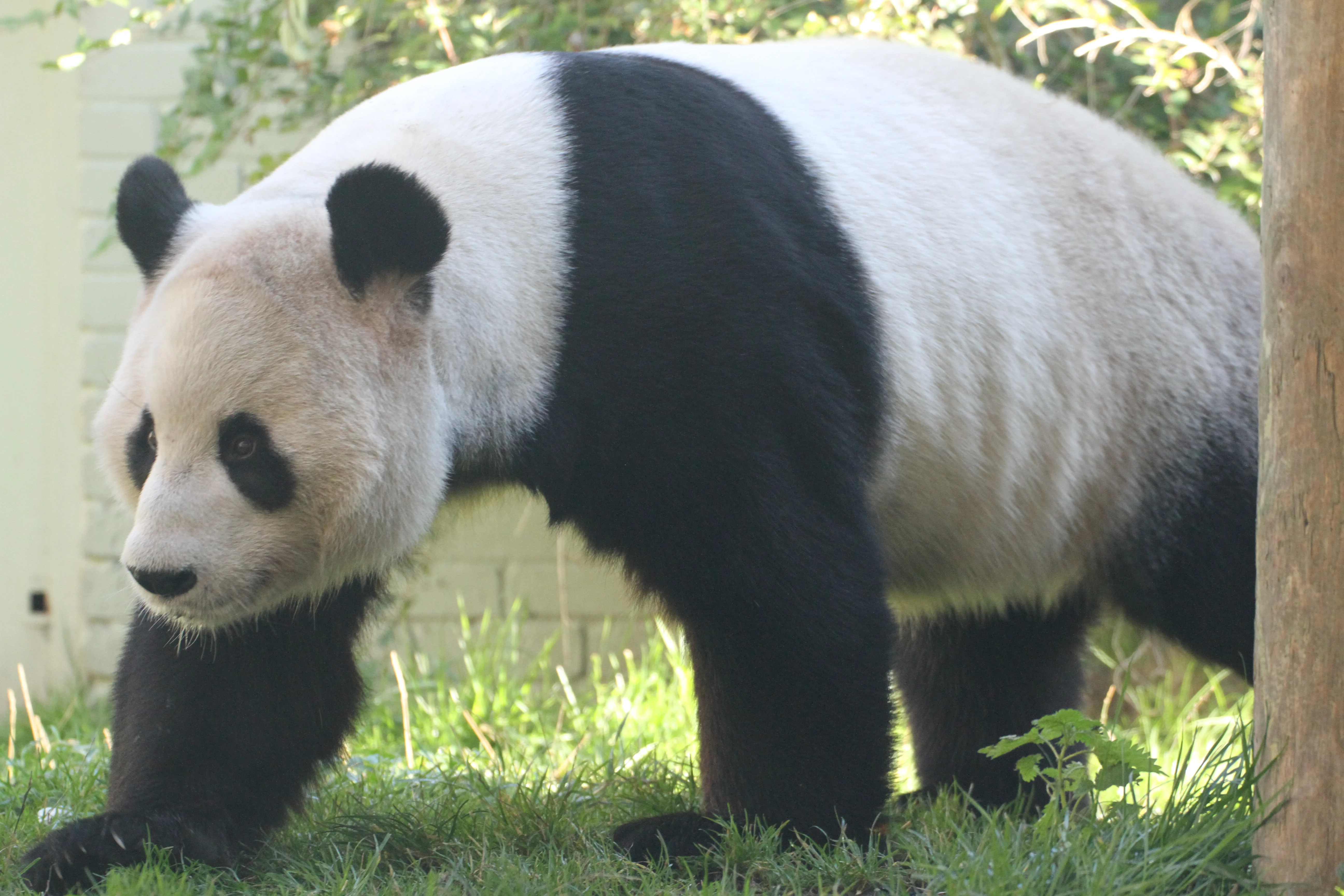 RZSS Edinburgh Zoo