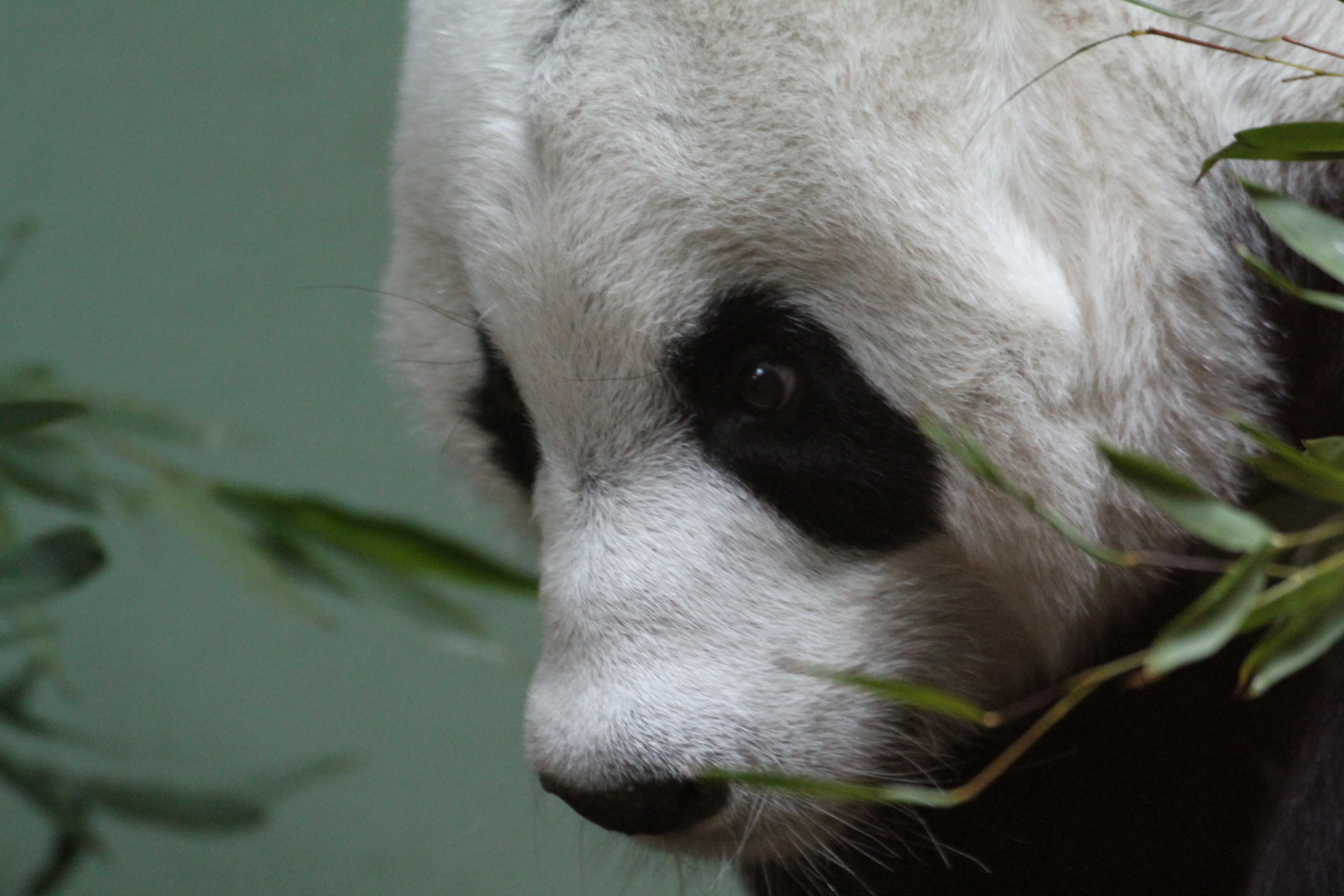 RZSS Edinburgh Zoo
