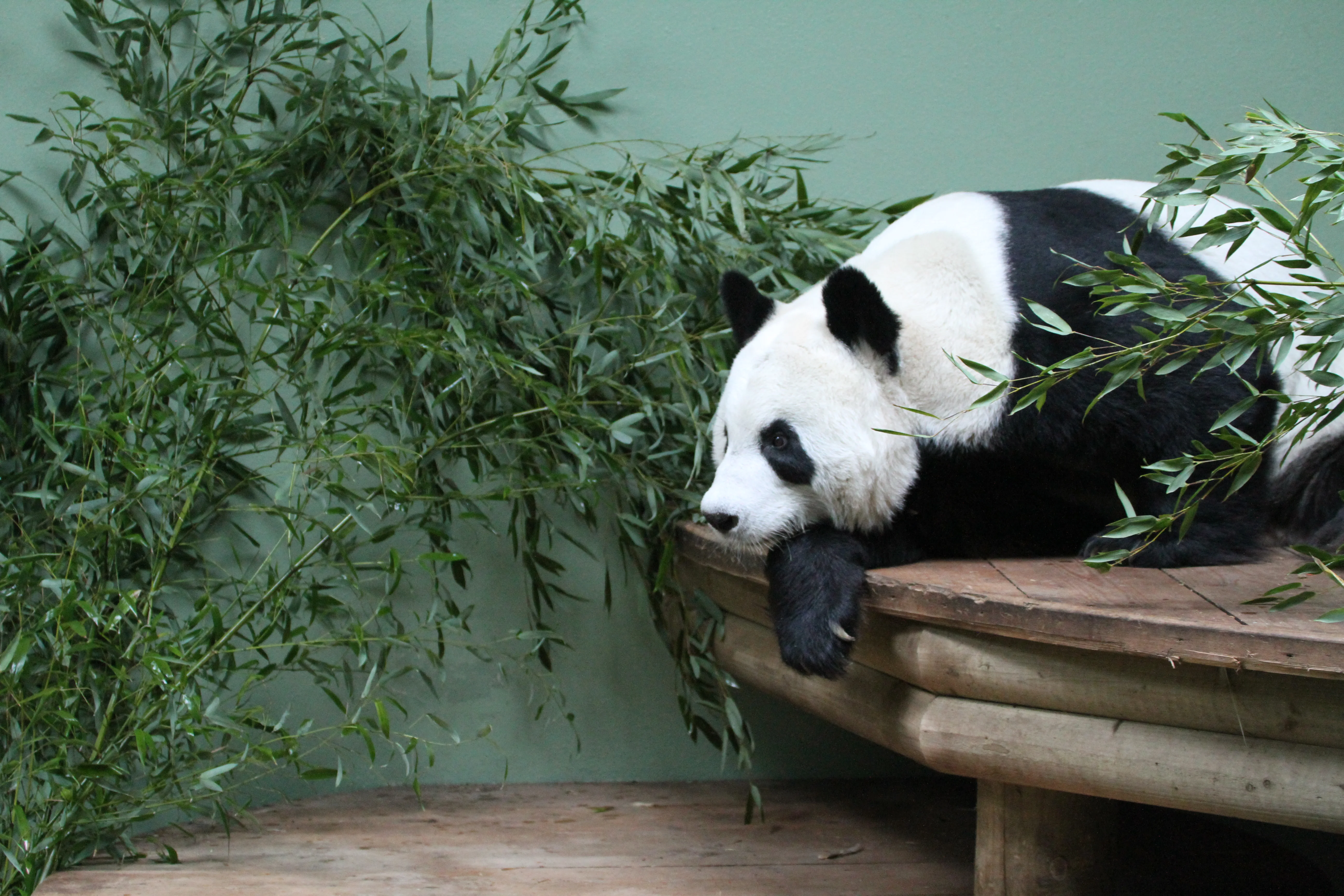 RZSS Edinburgh Zoo