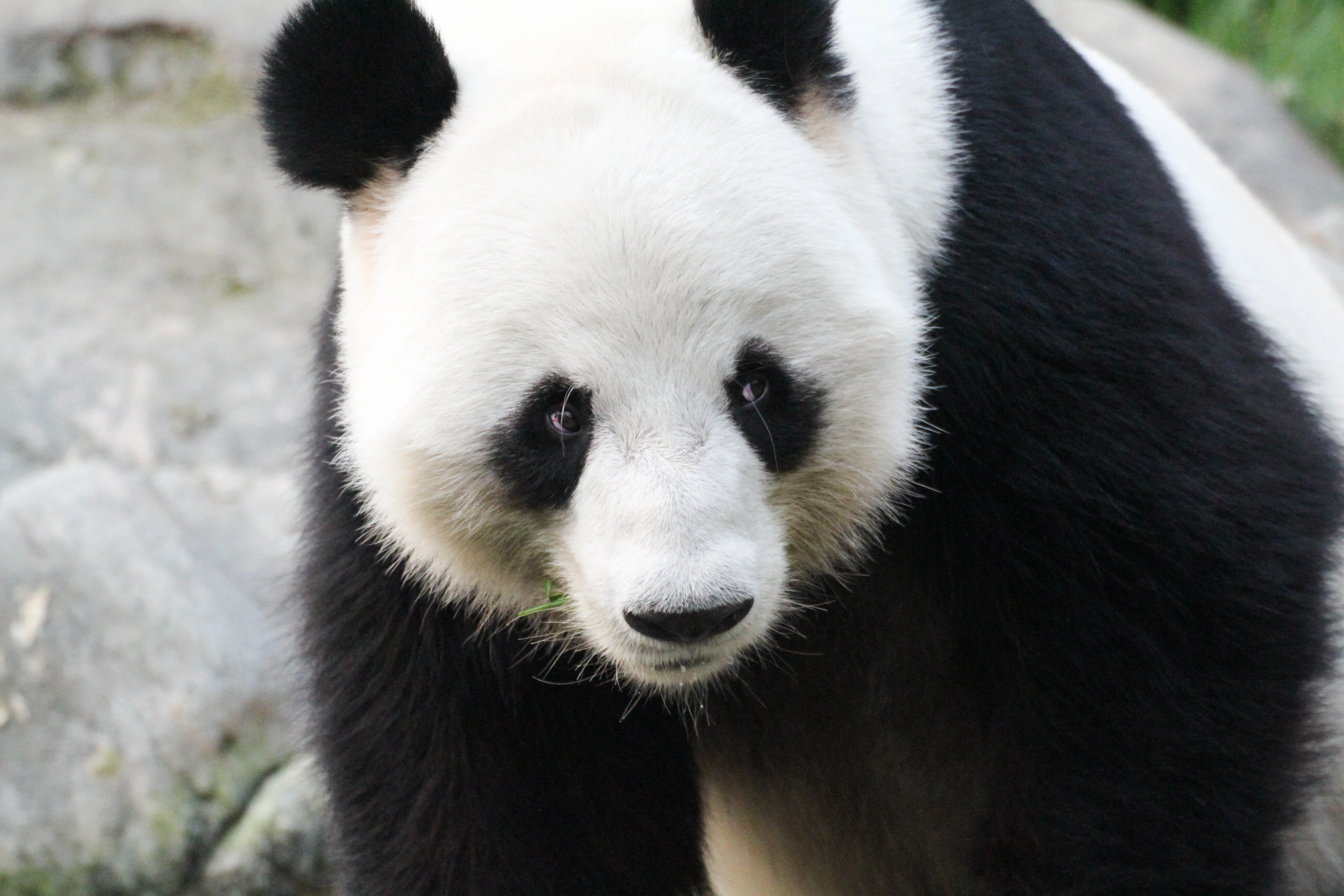 Ocean Park Hong Kong