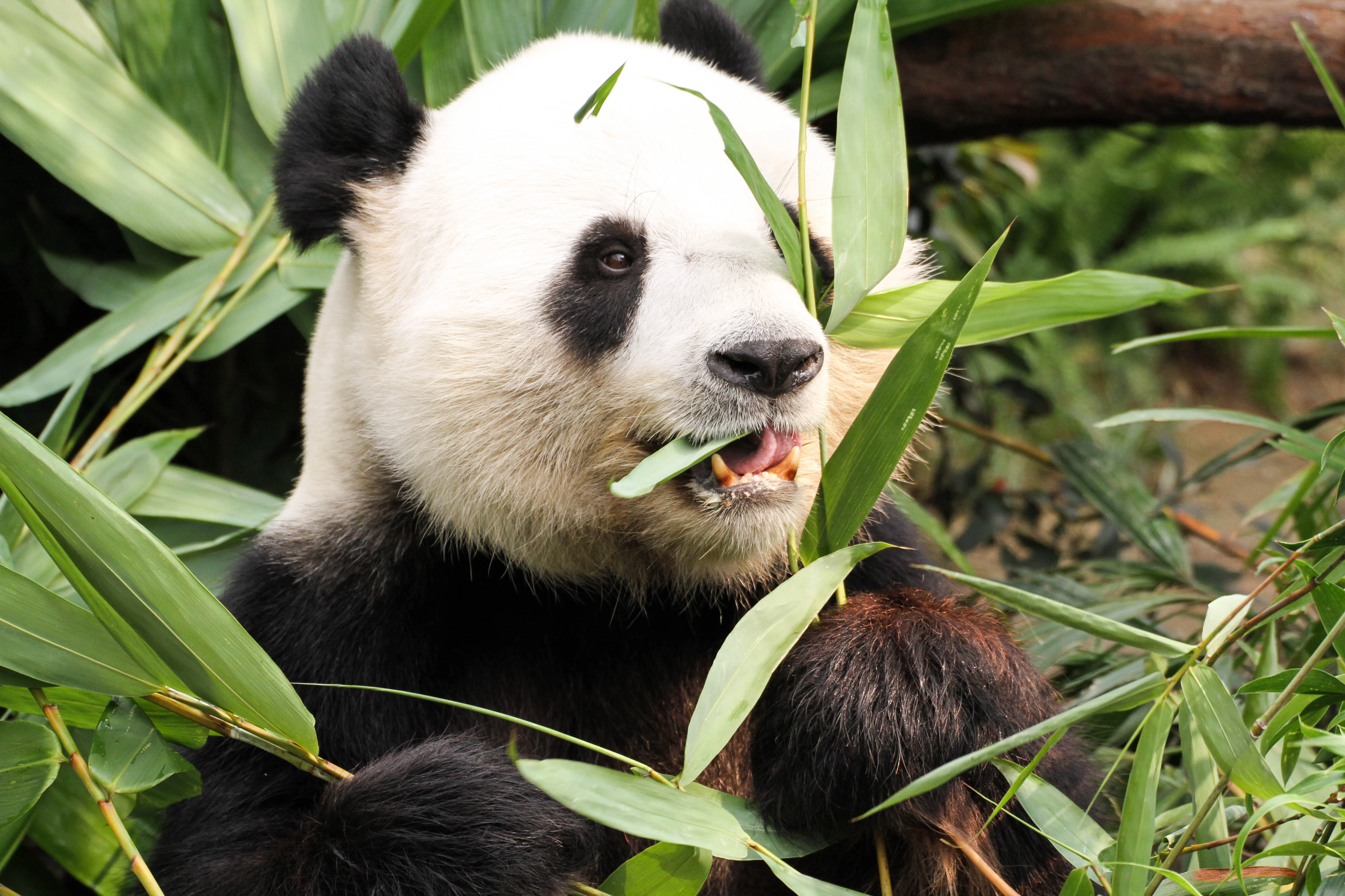 Ocean Park Hong Kong