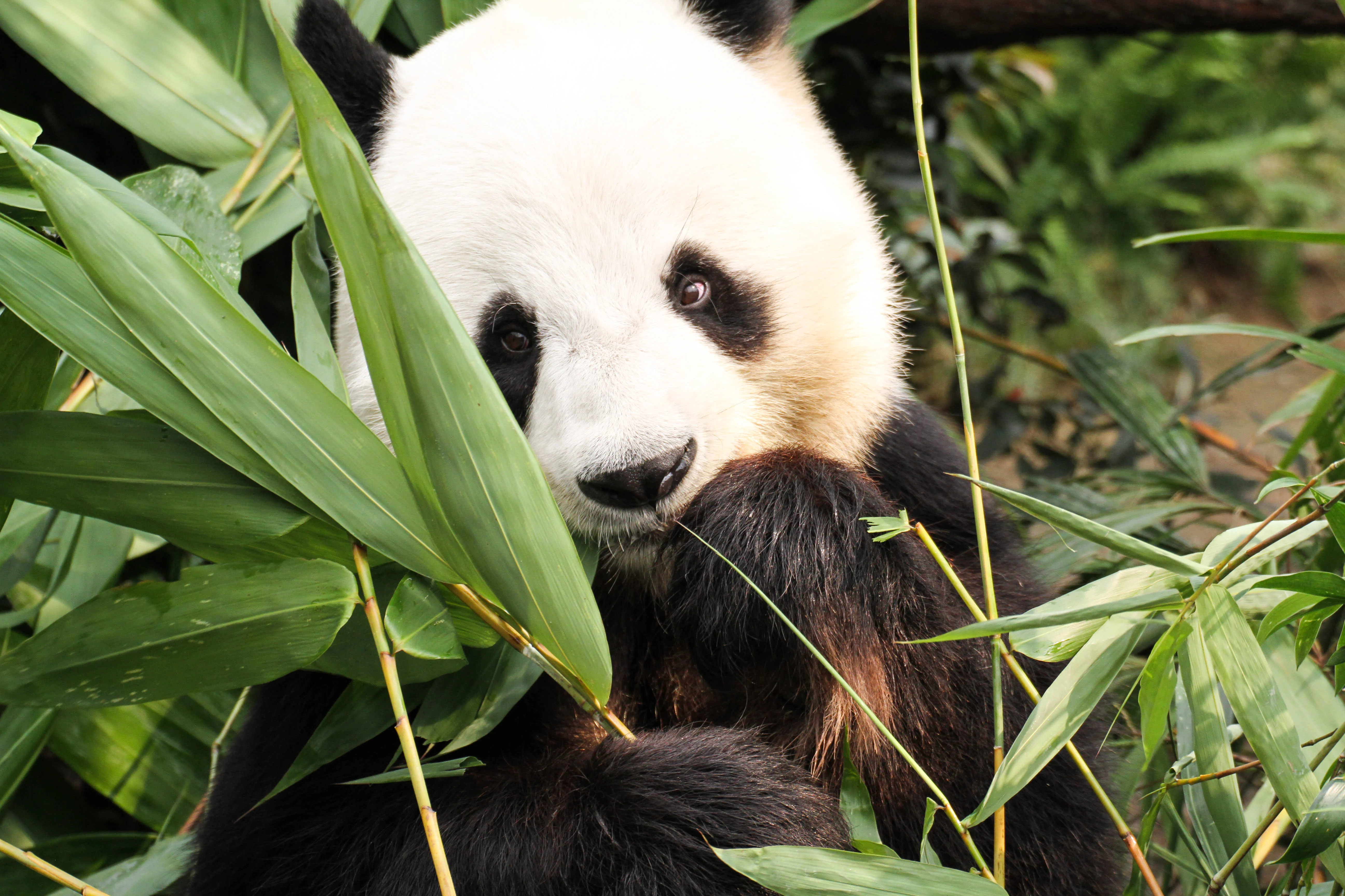Ocean Park Hong Kong
