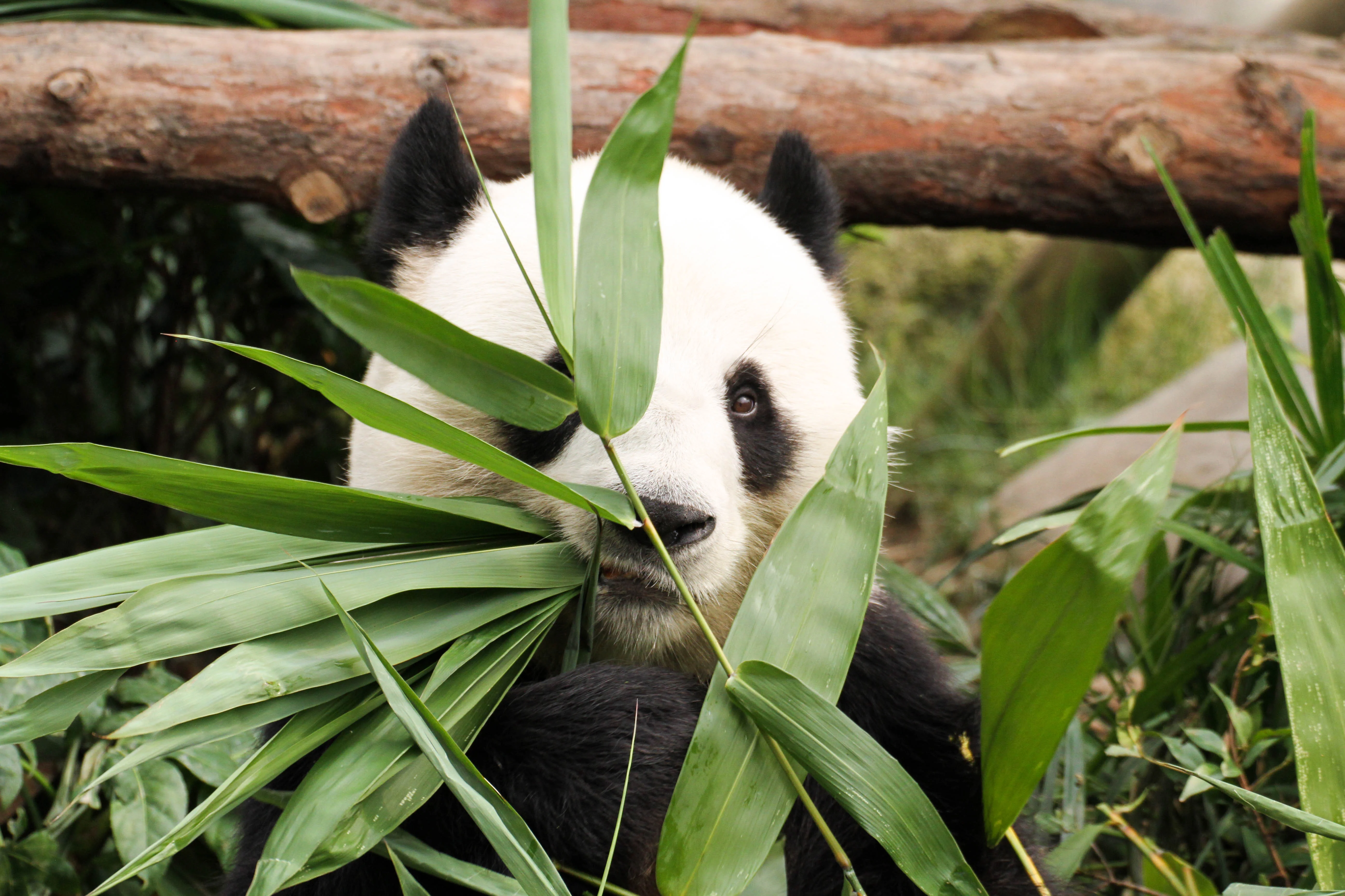 Ocean Park Hong Kong