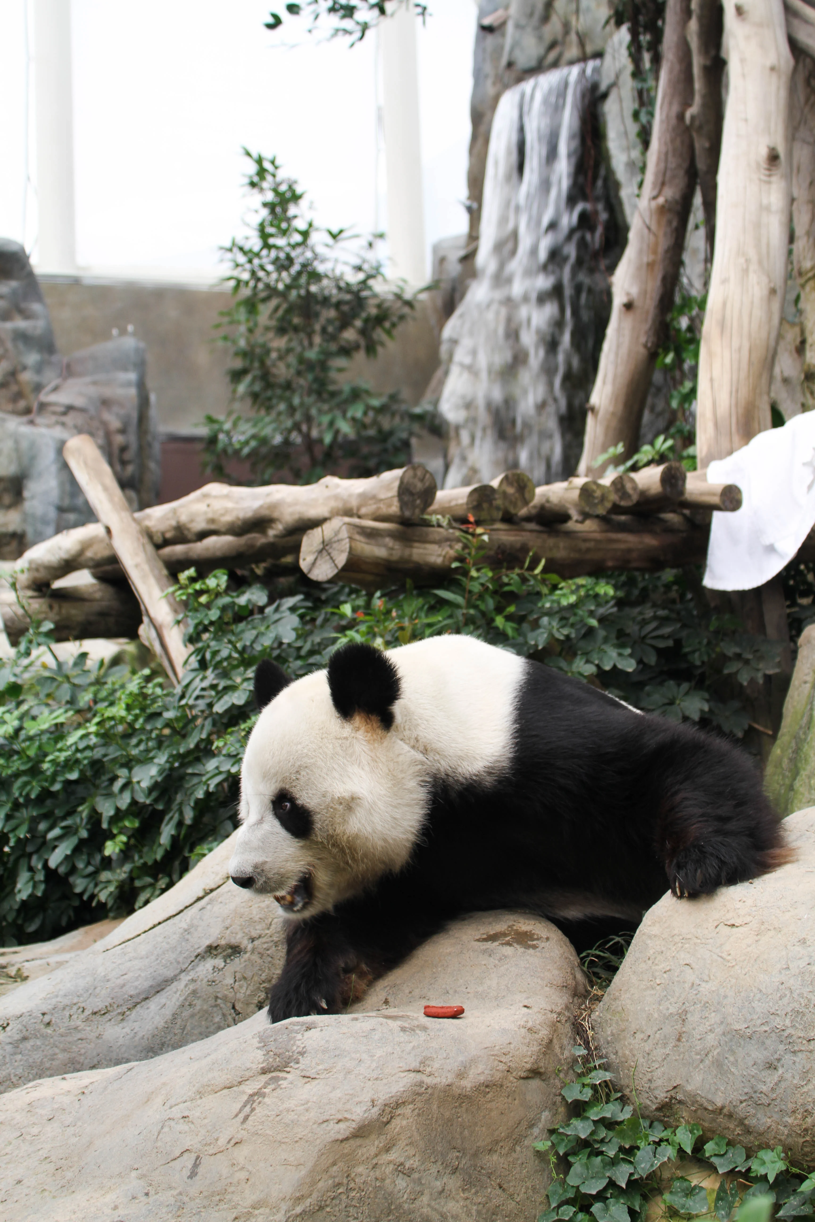 Ocean Park Hong Kong