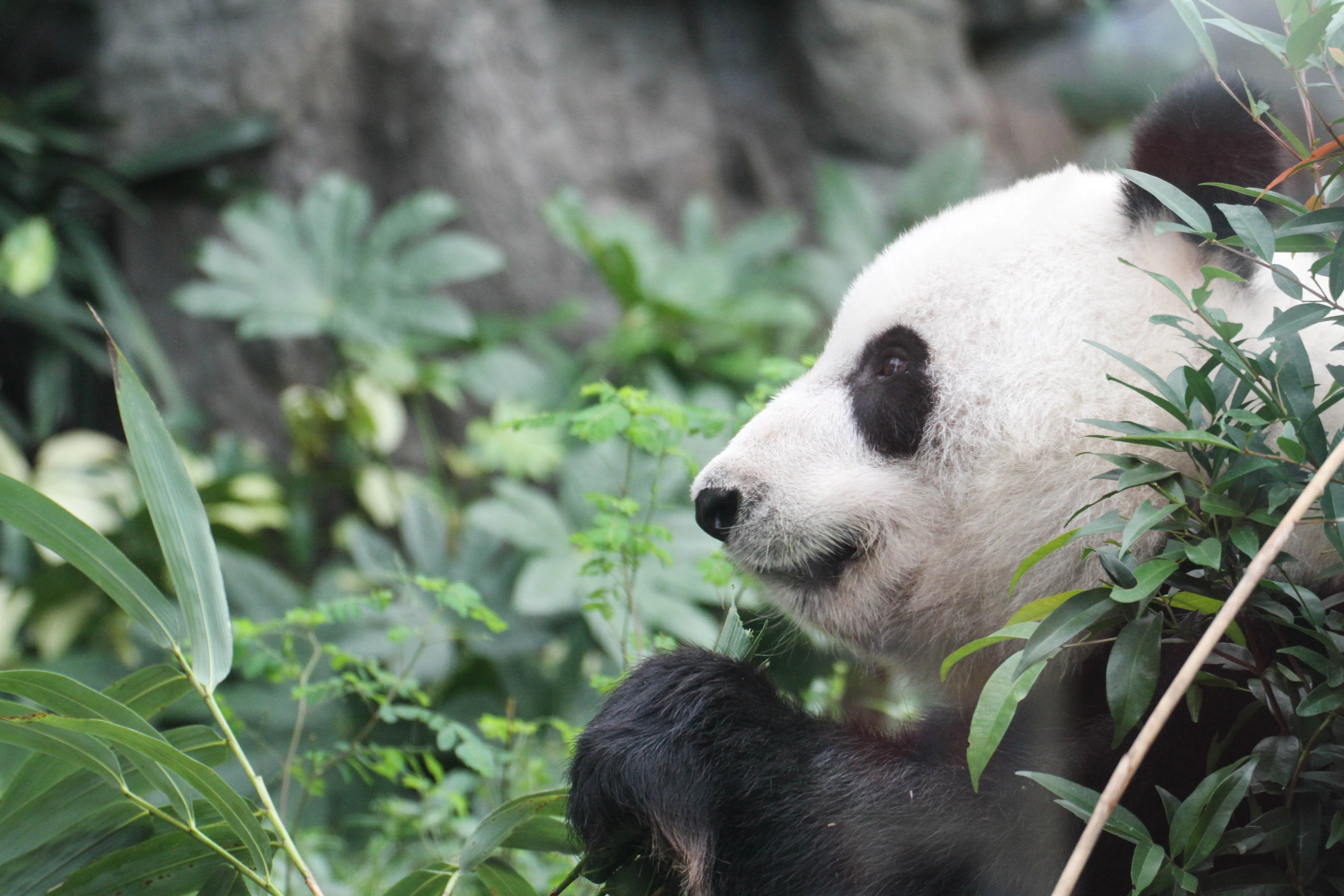 Ocean Park Hong Kong