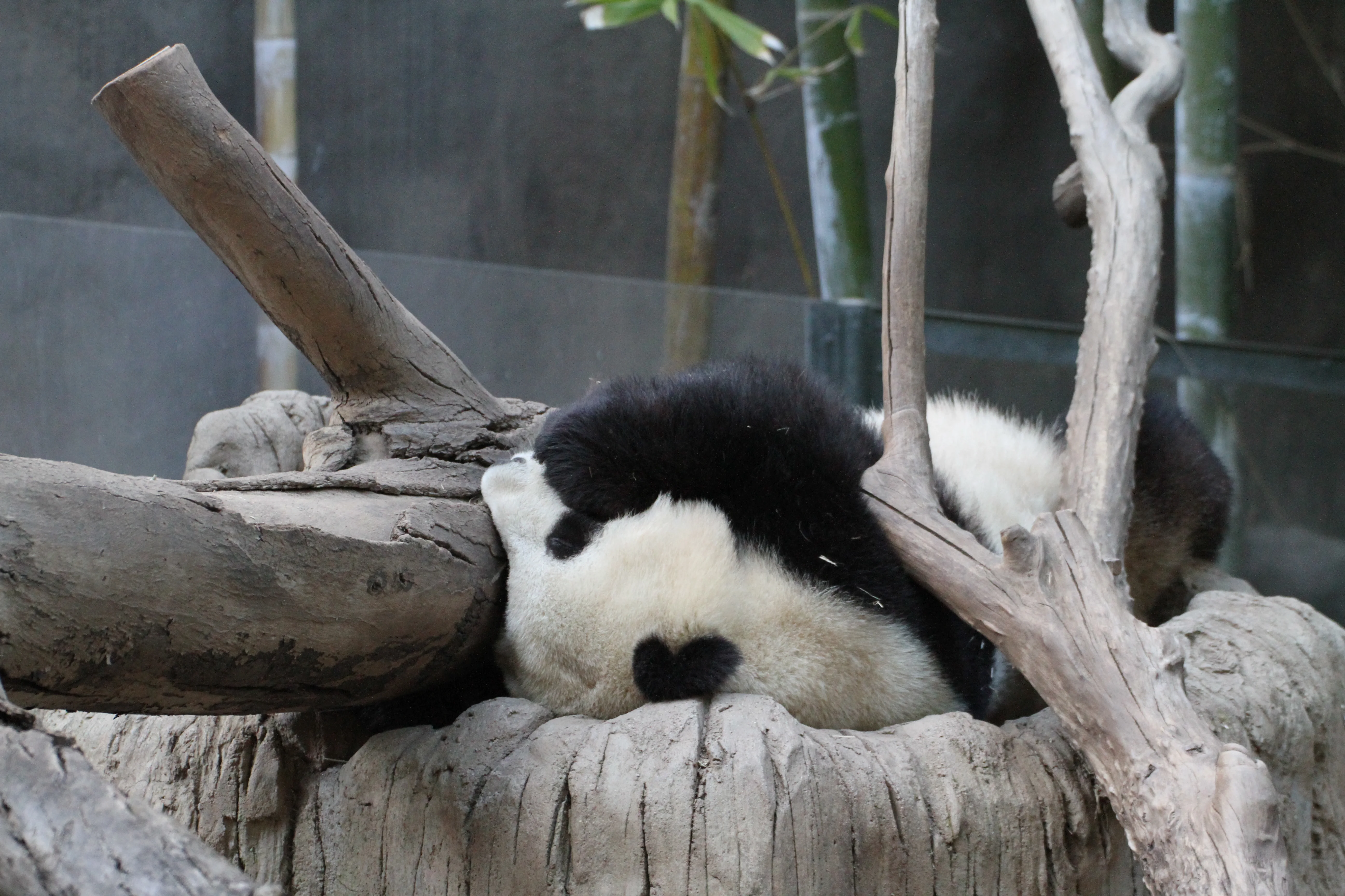 San Diego Zoo