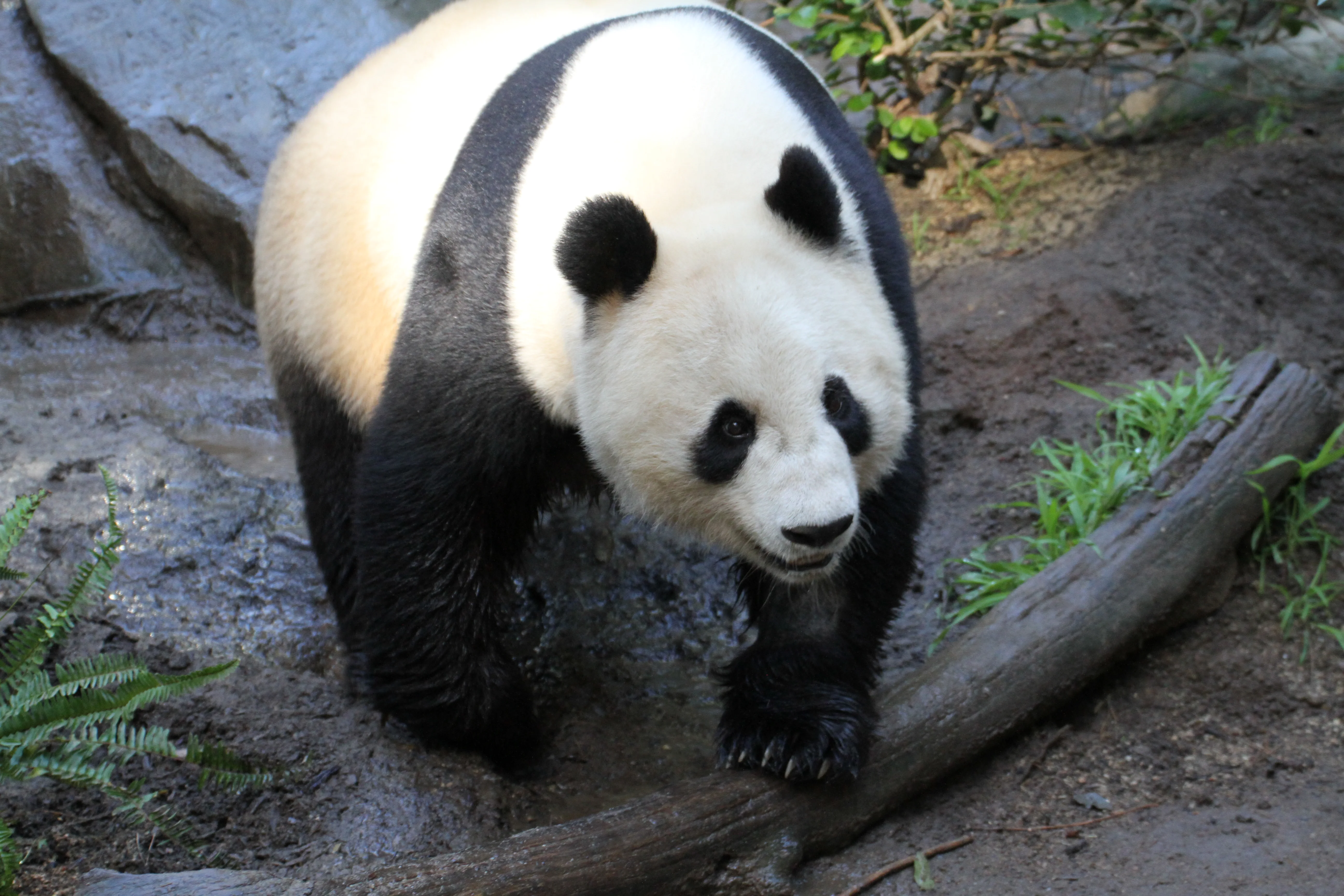 San Diego Zoo