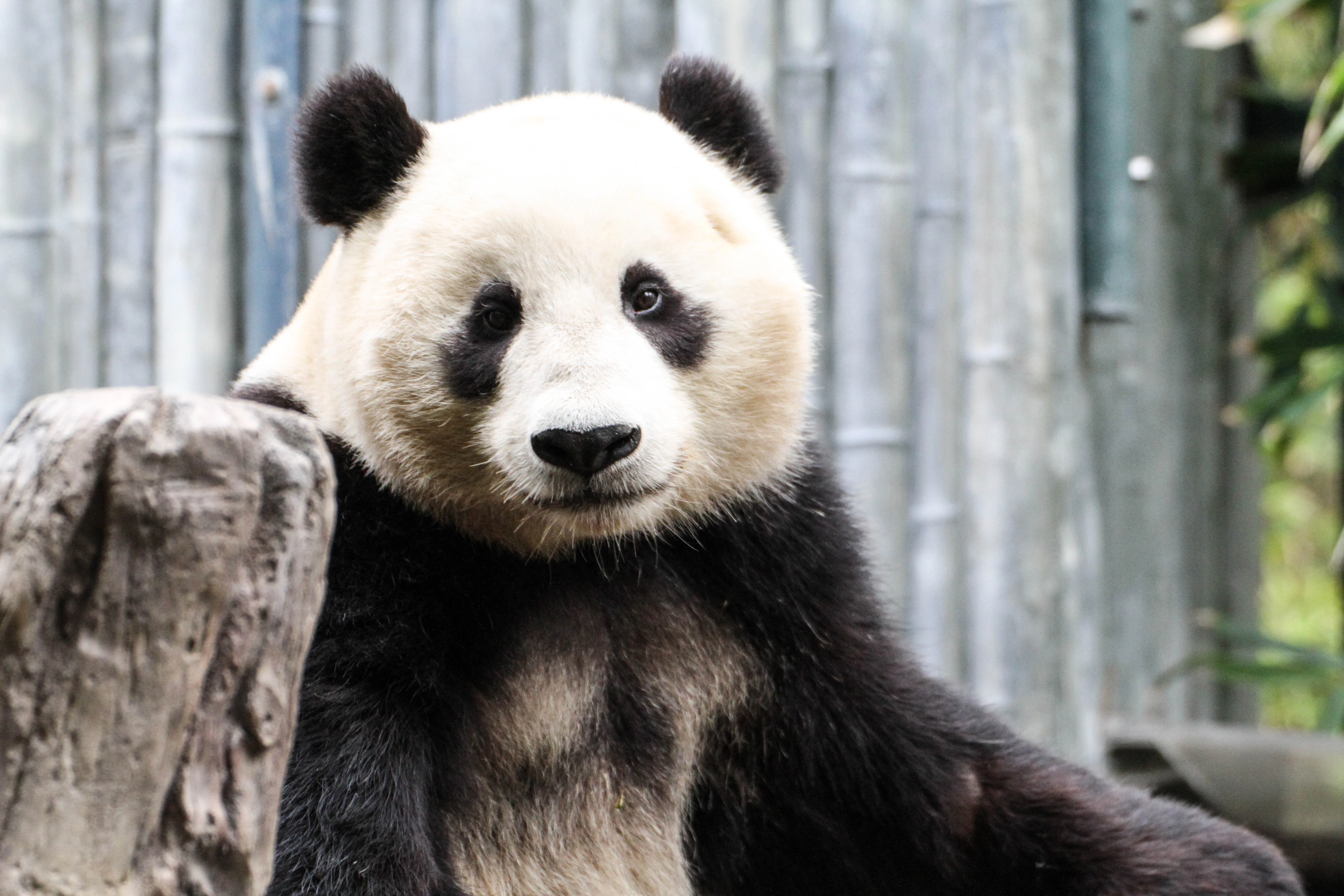 San Diego Zoo