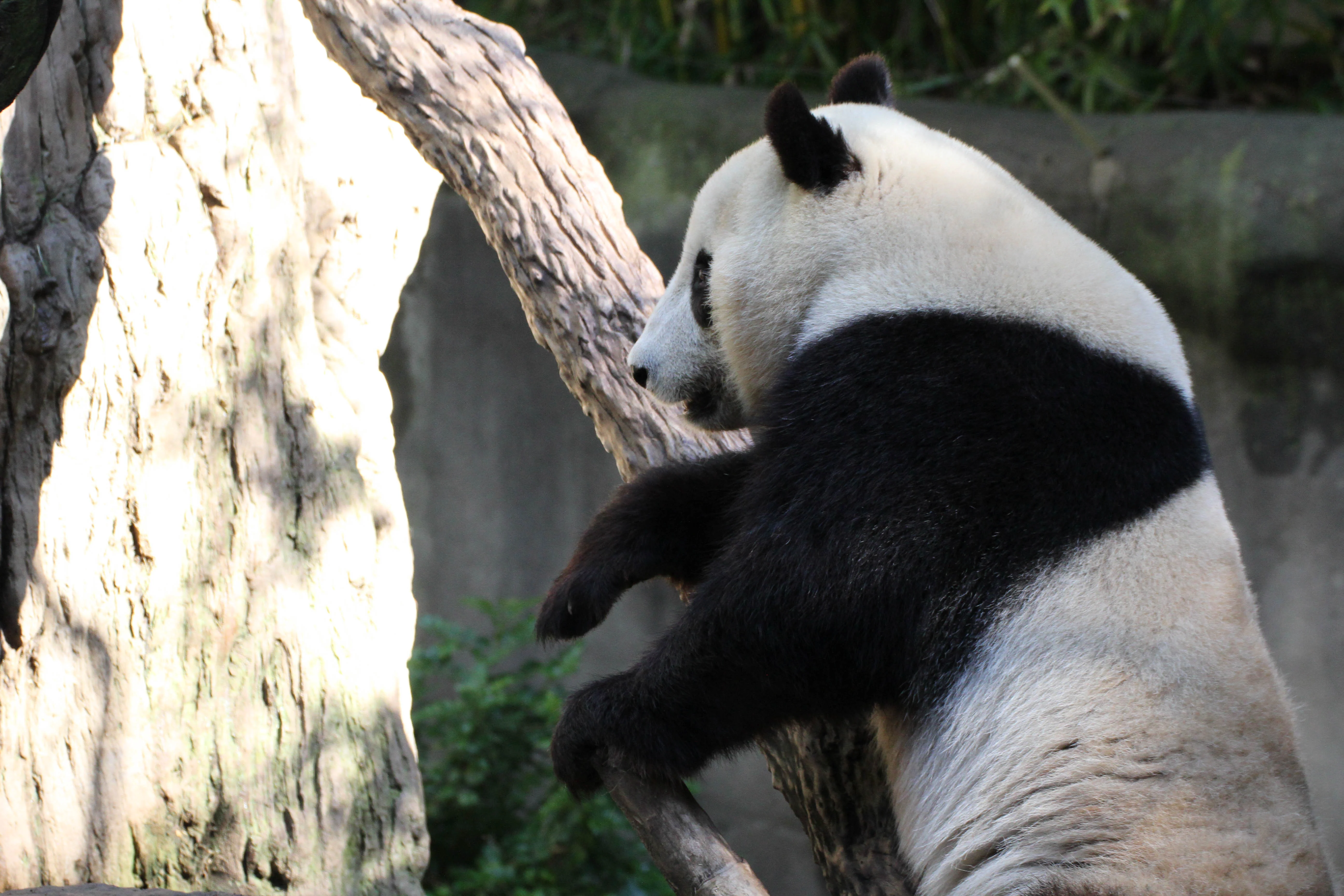 San Diego Zoo