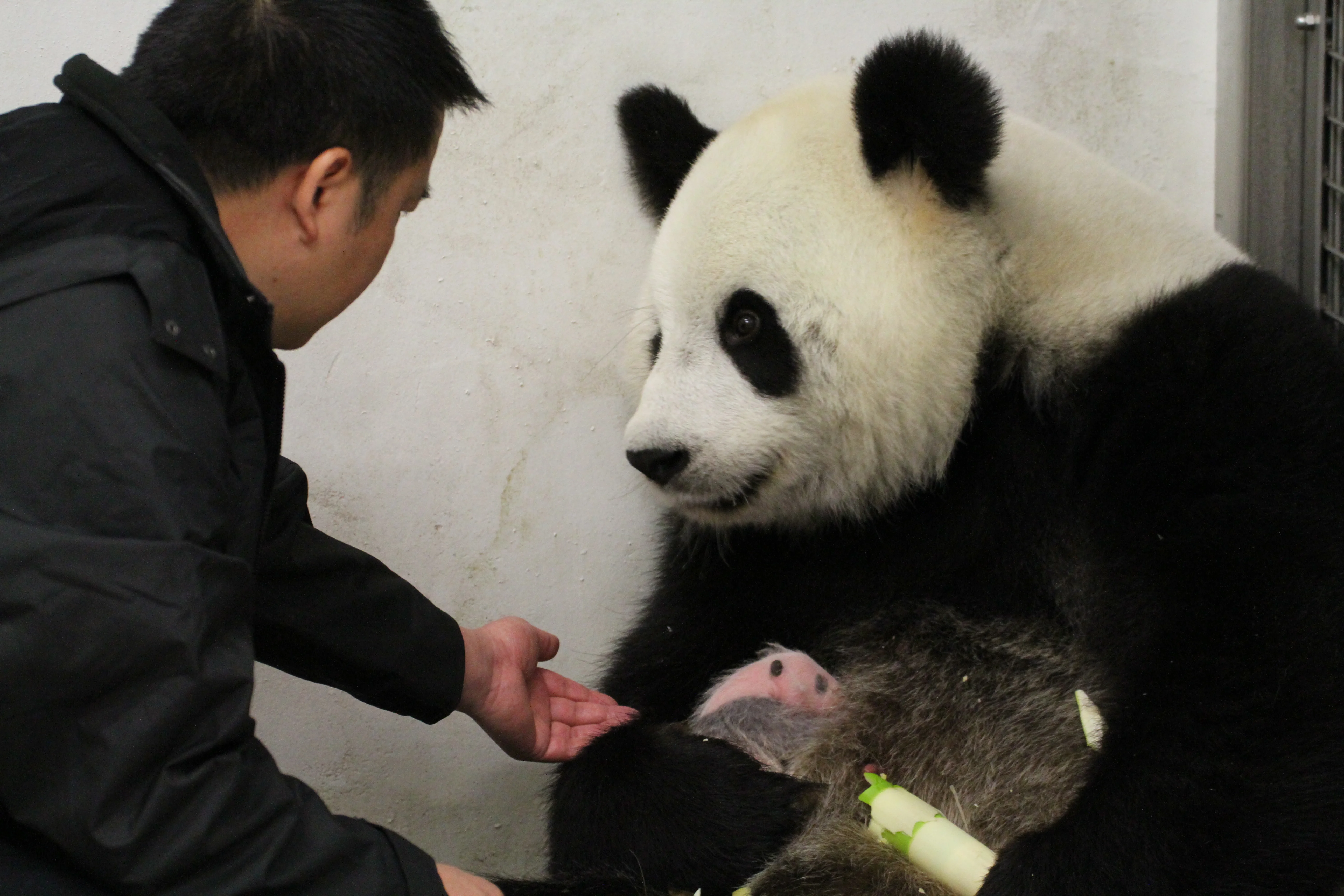 Pairi Daiza