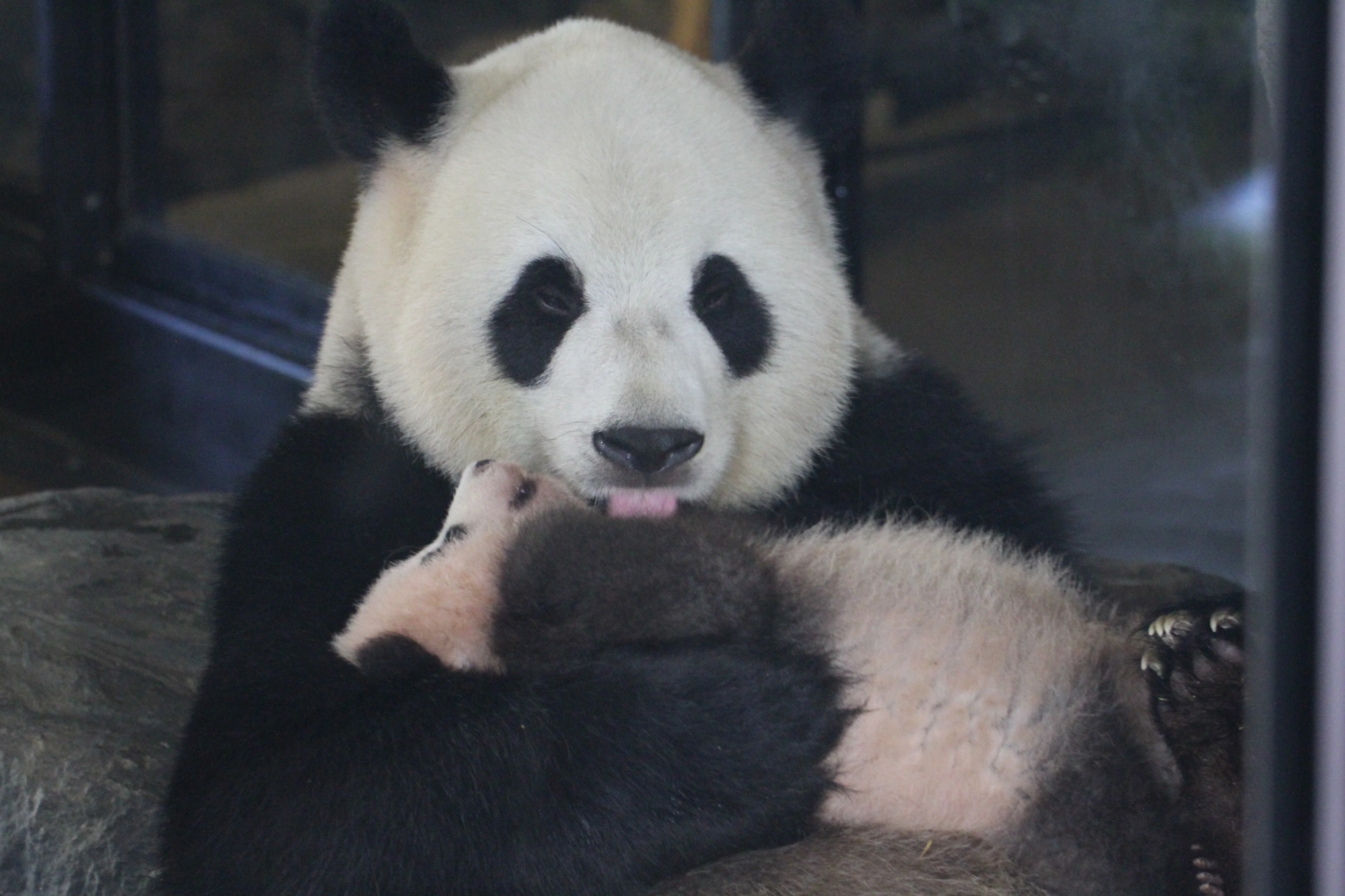 Pairi Daiza