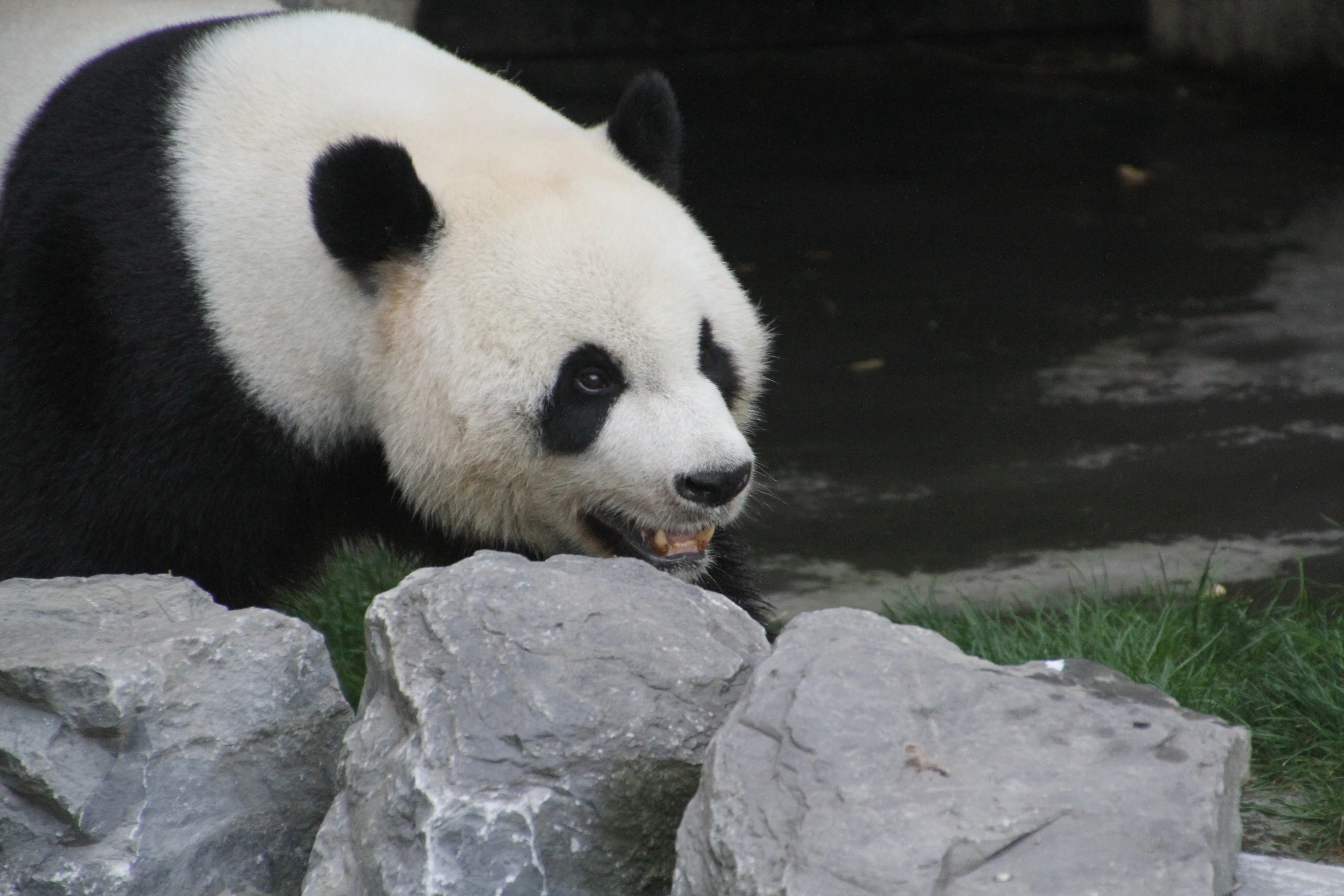 Pairi Daiza