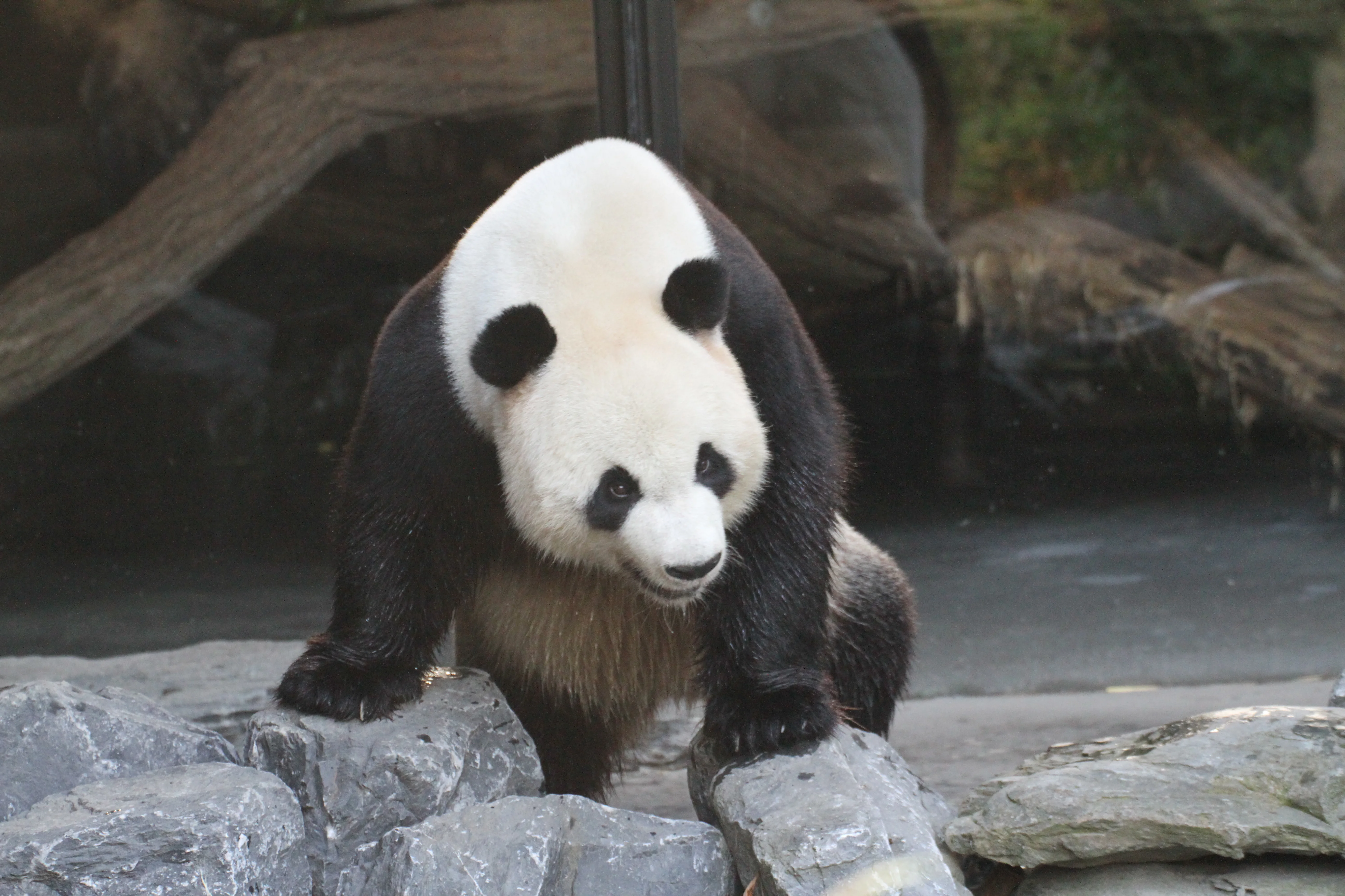 Pairi Daiza