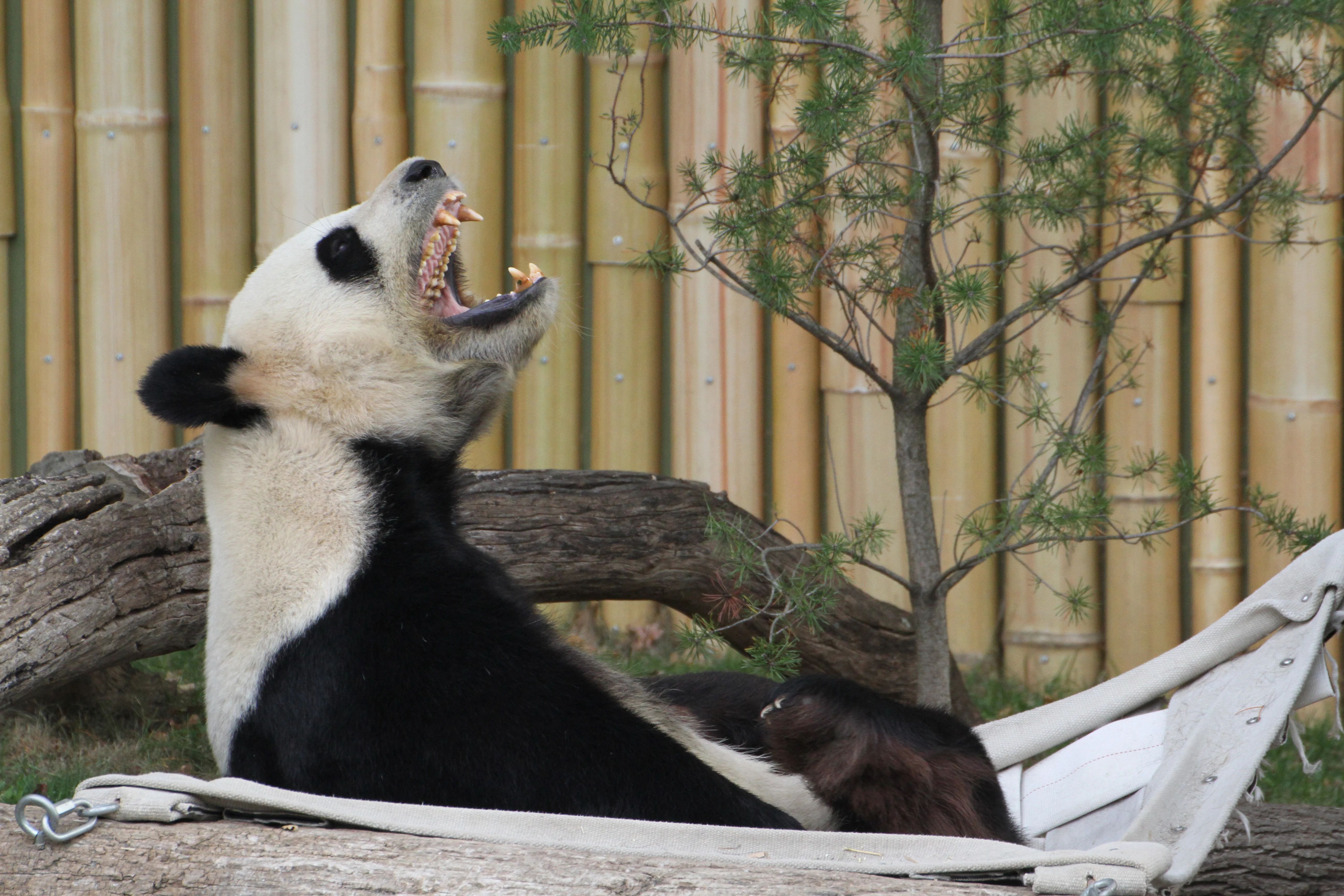 Toronto Zoo