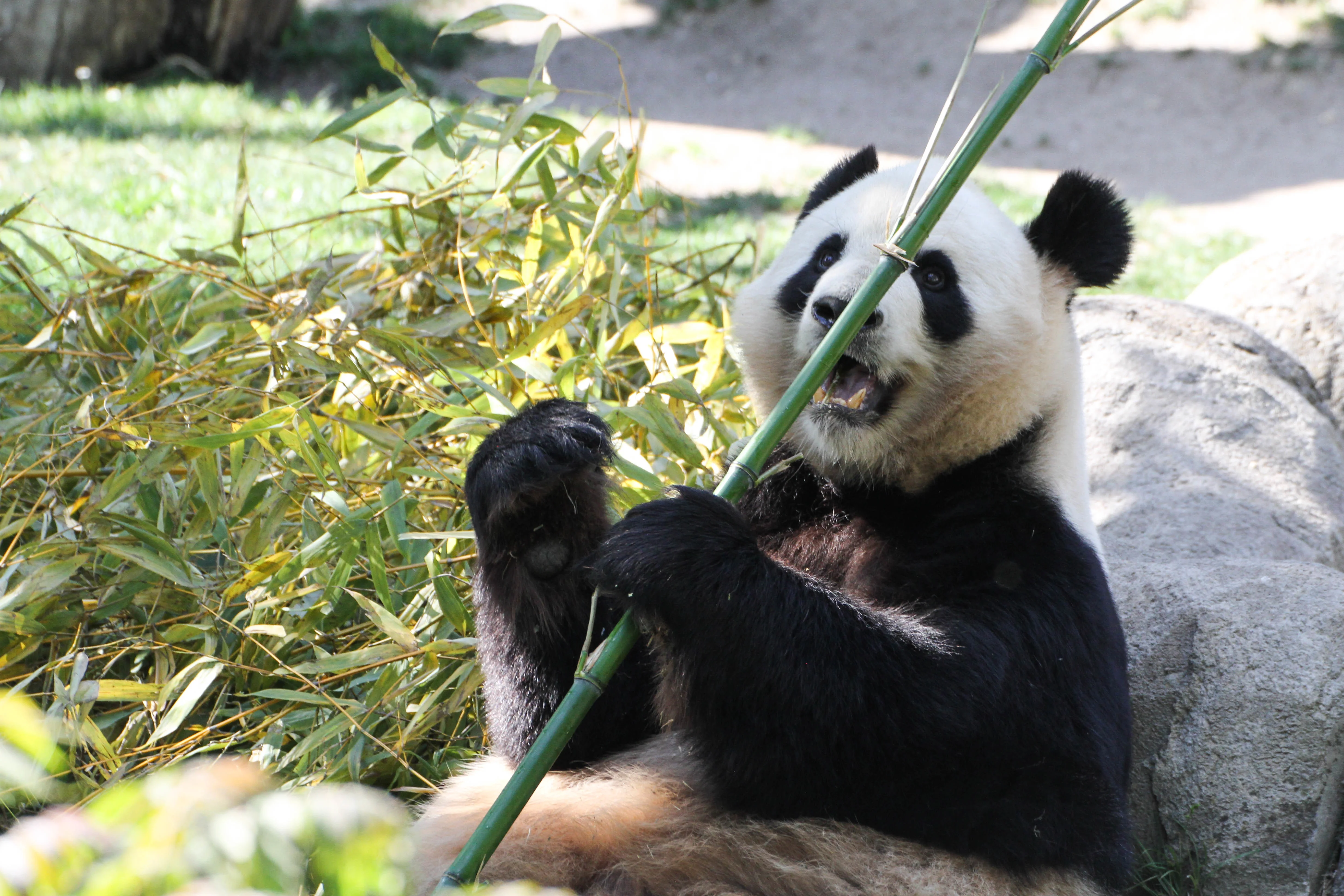 Zoo Madrid