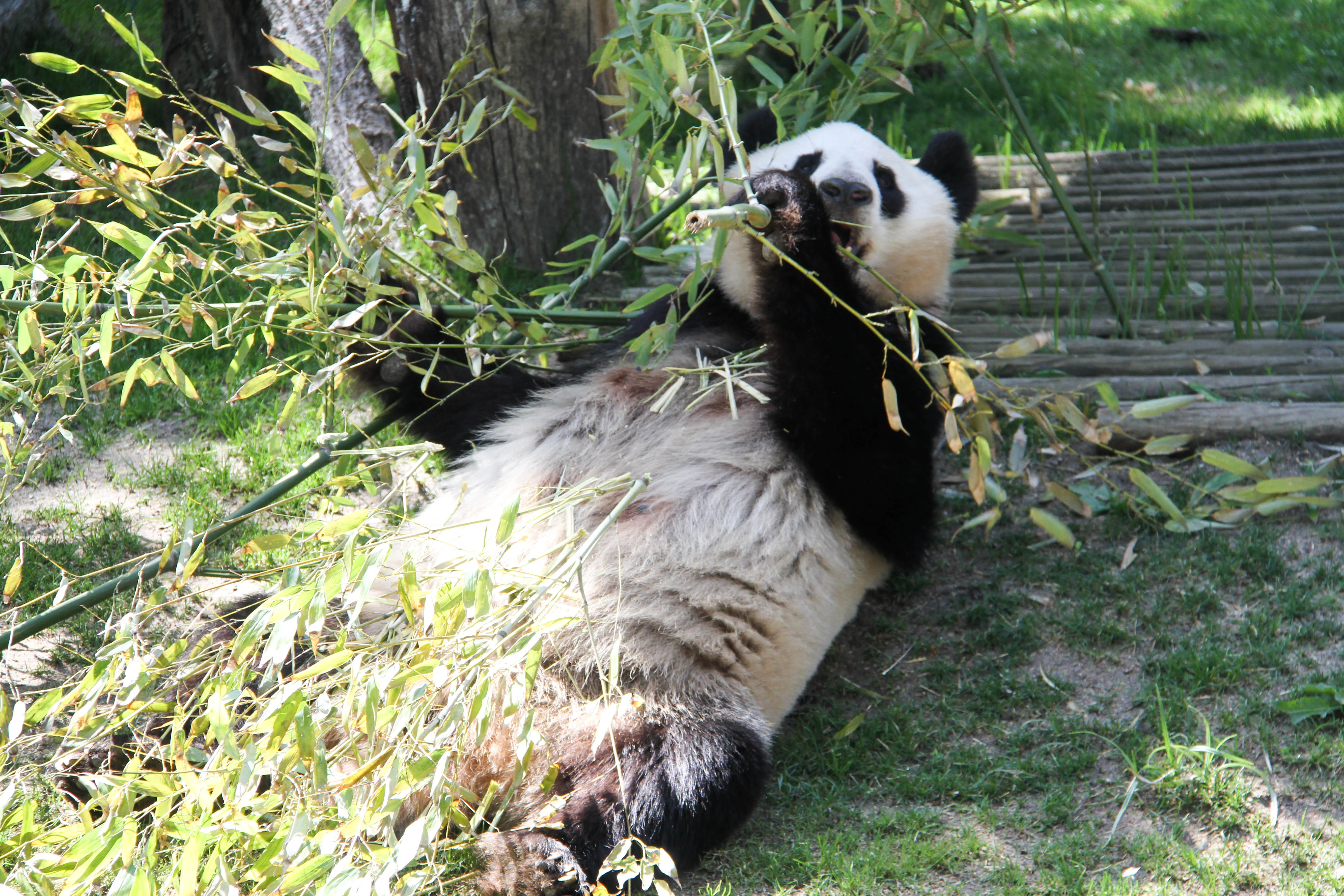Zoo Madrid