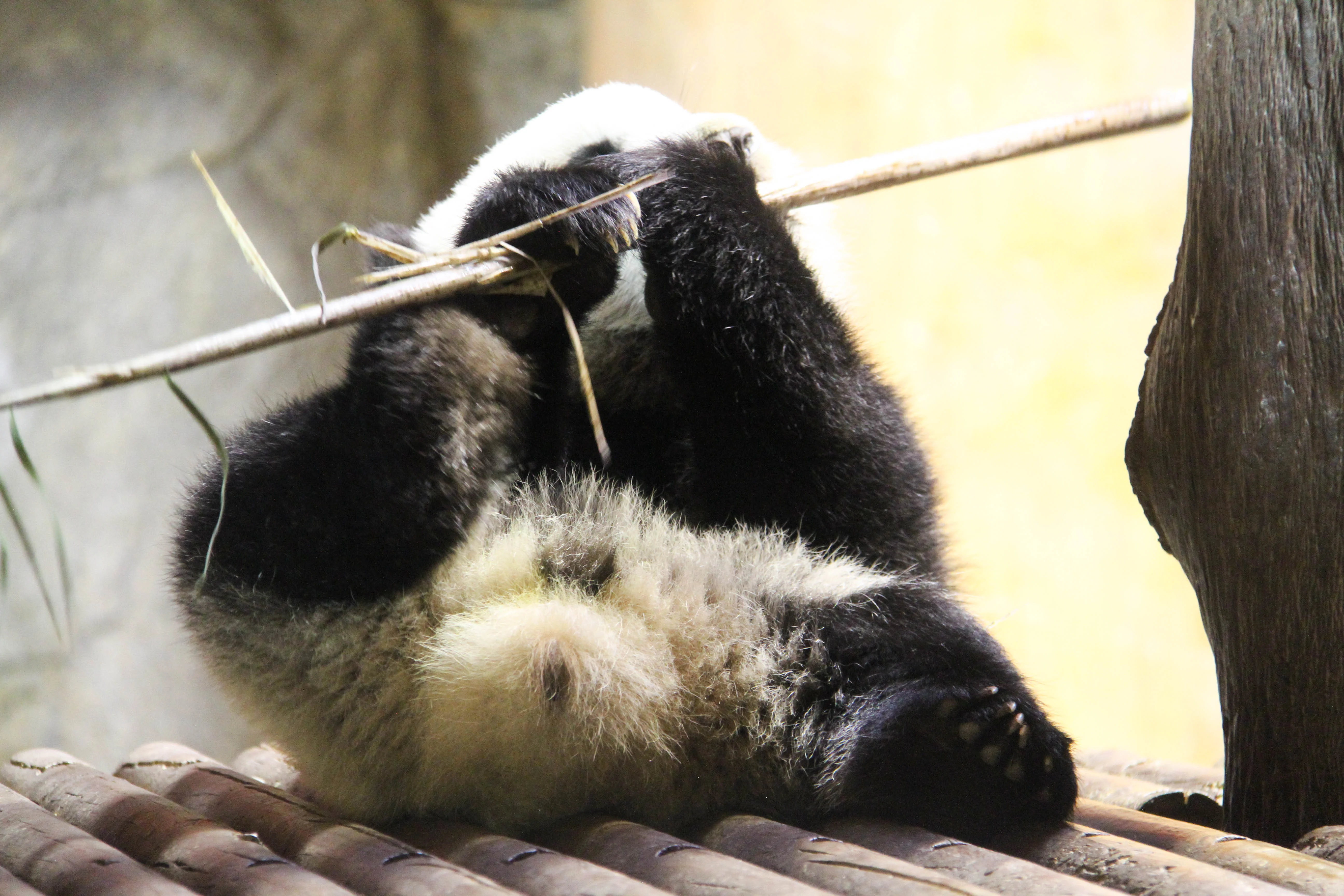 Zoo Madrid