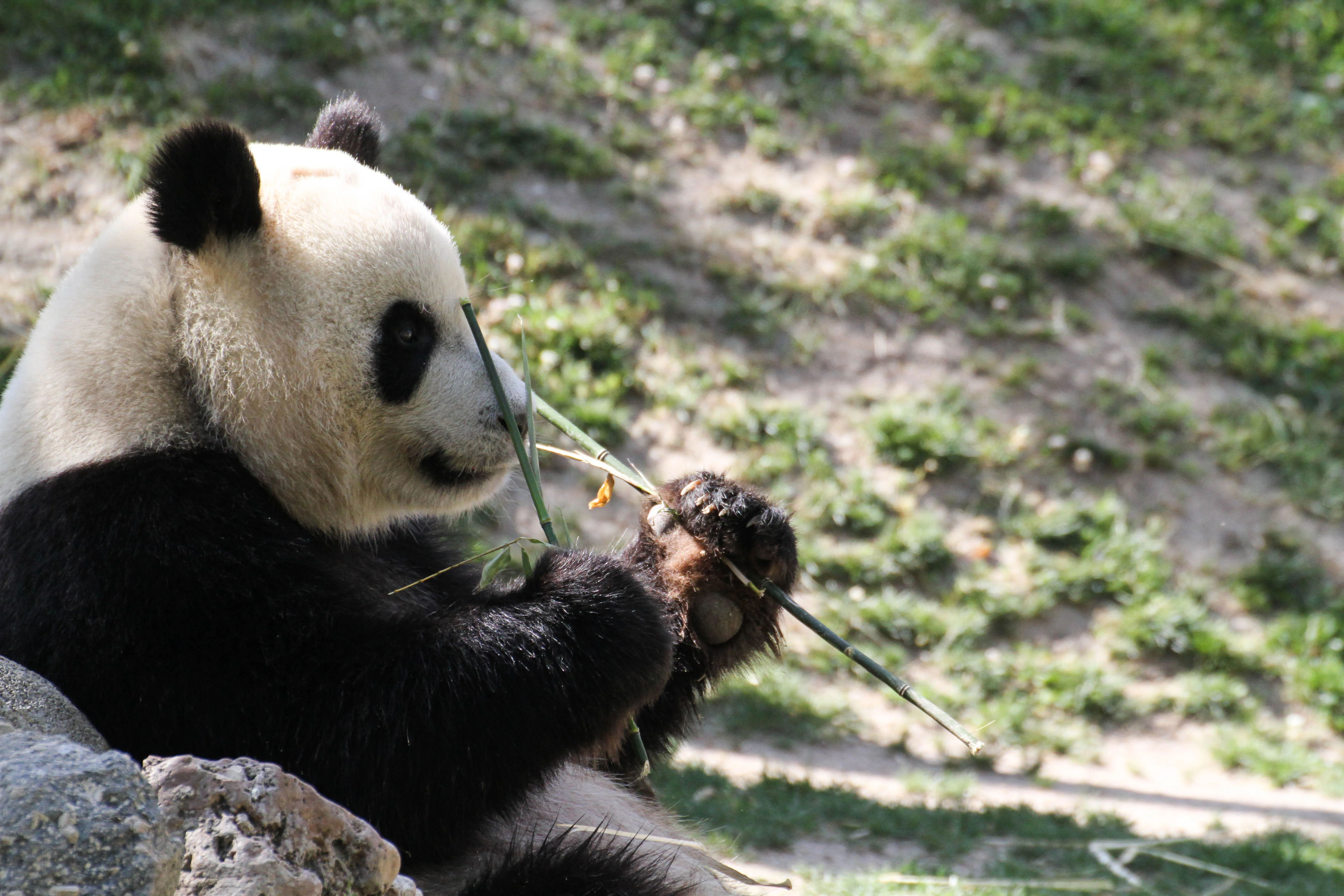 Zoo Madrid