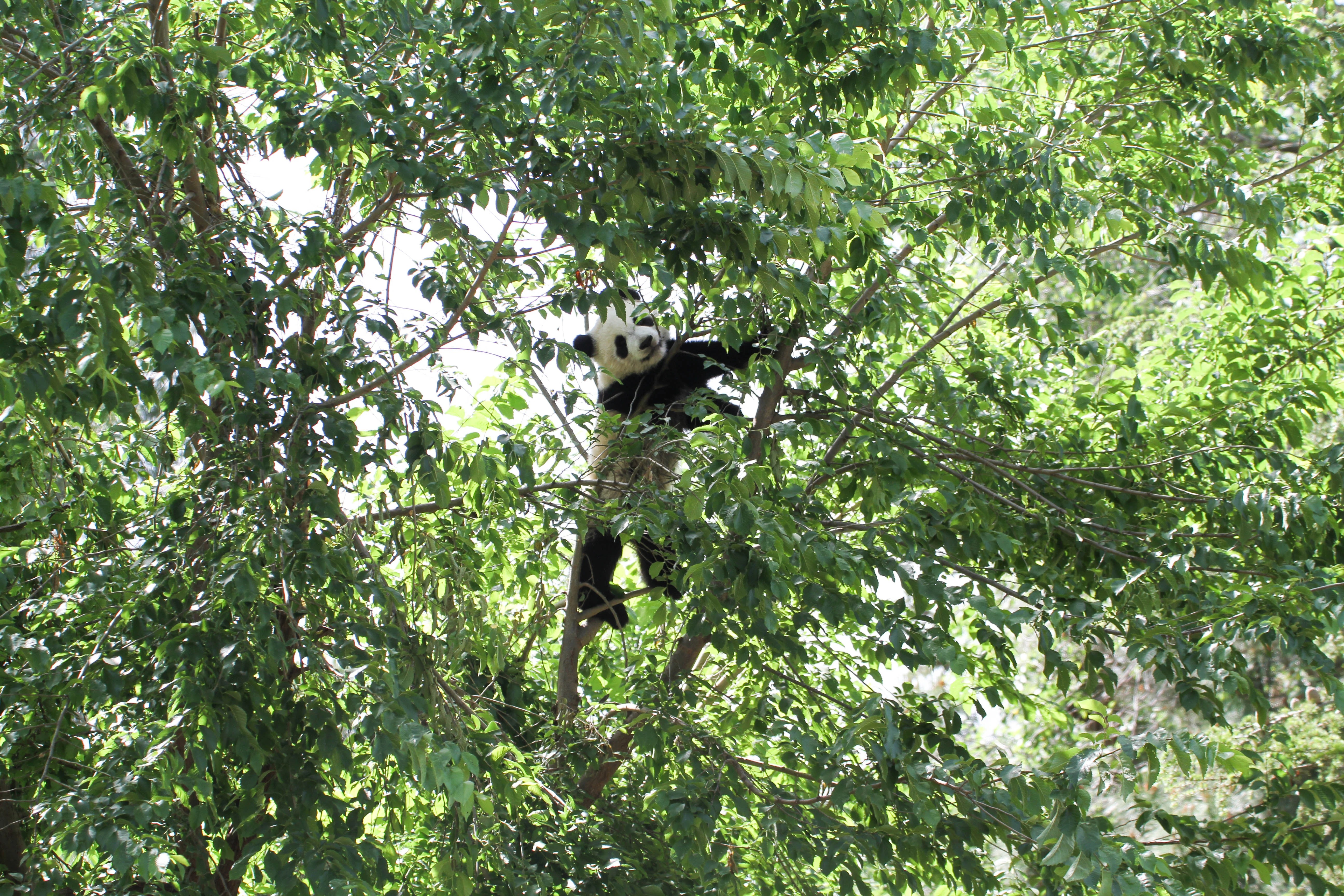 Zoo Madrid