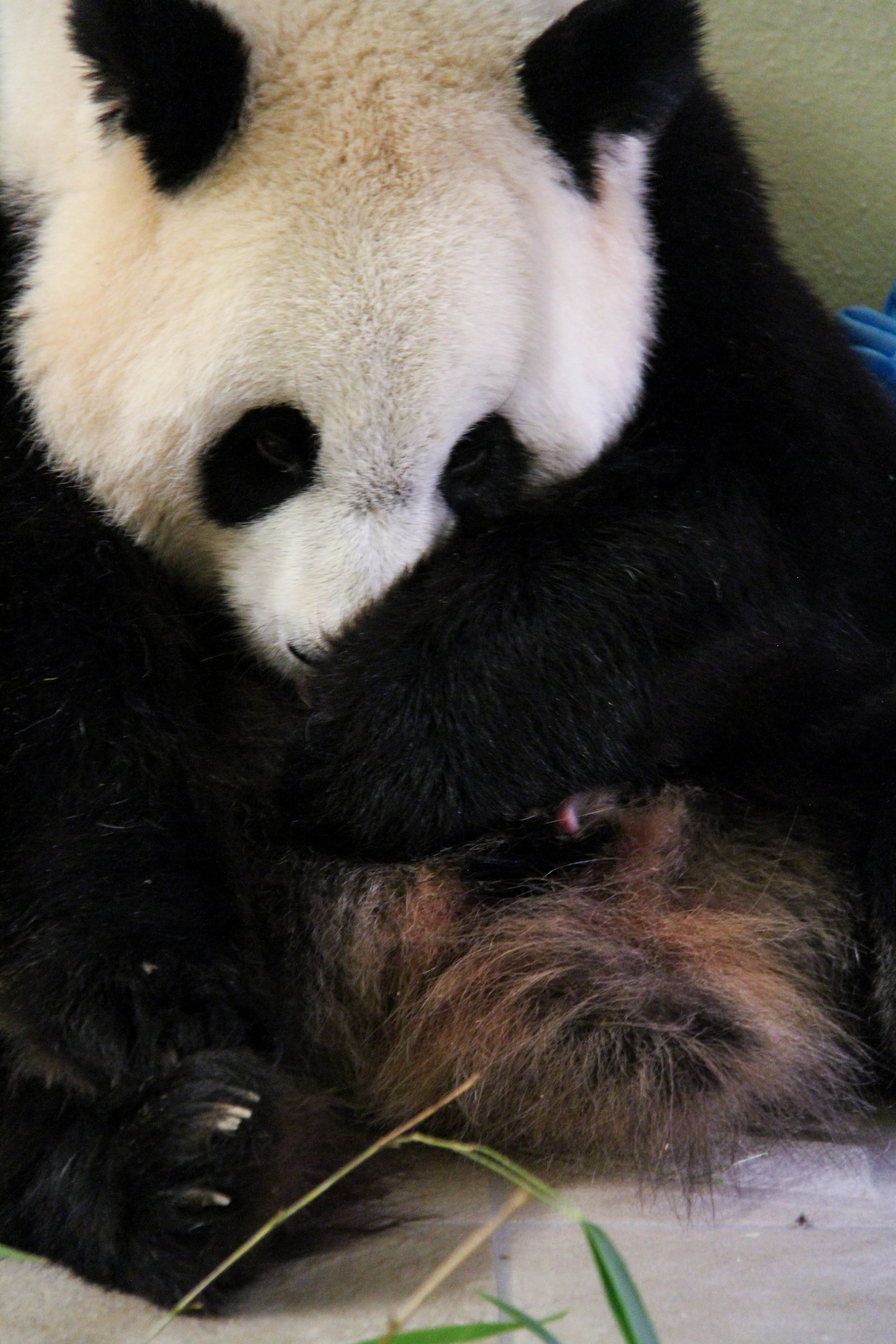 ZooParc de Beauval