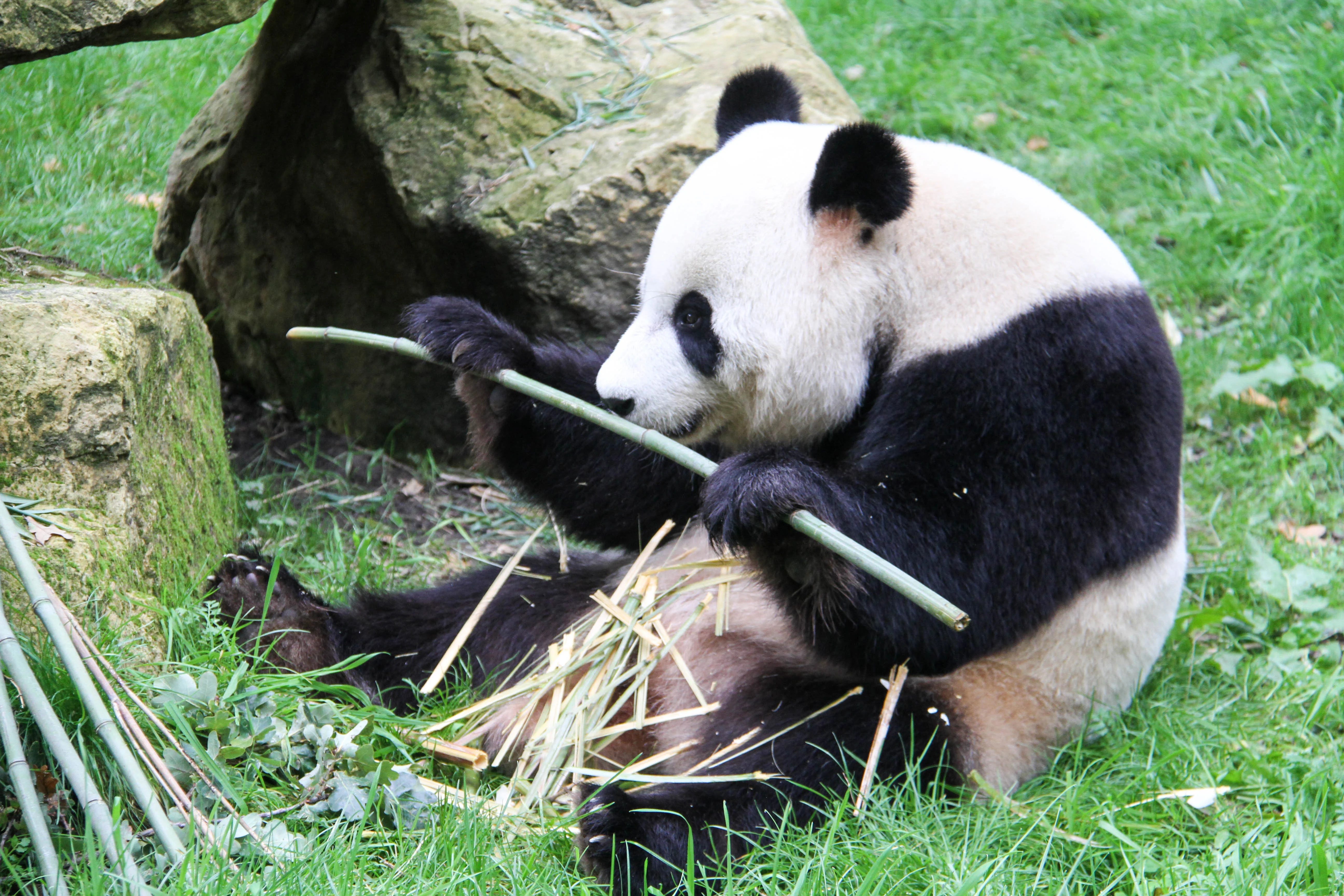 Ouwehands Dierenpark Rhenen