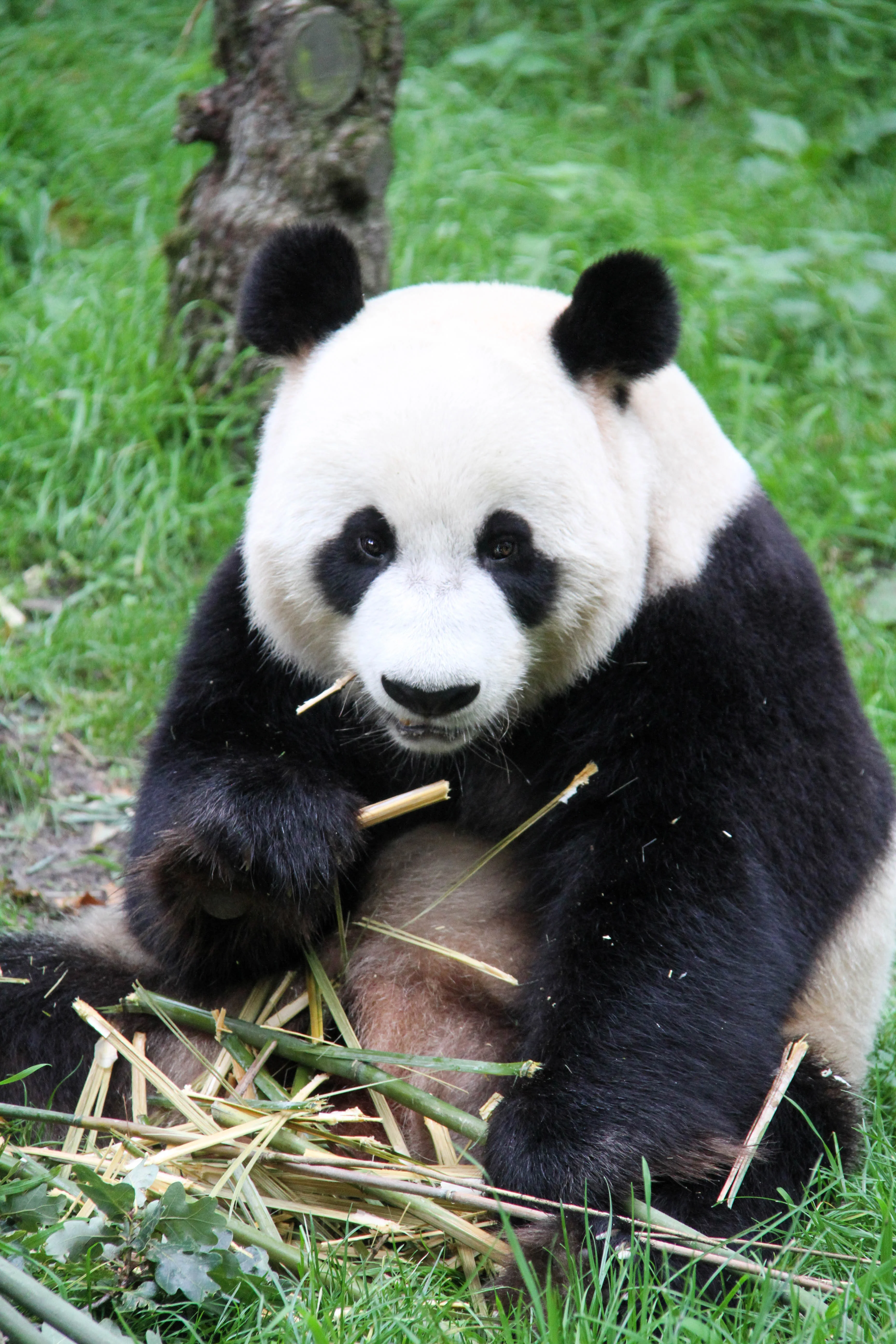 Ouwehands Dierenpark Rhenen