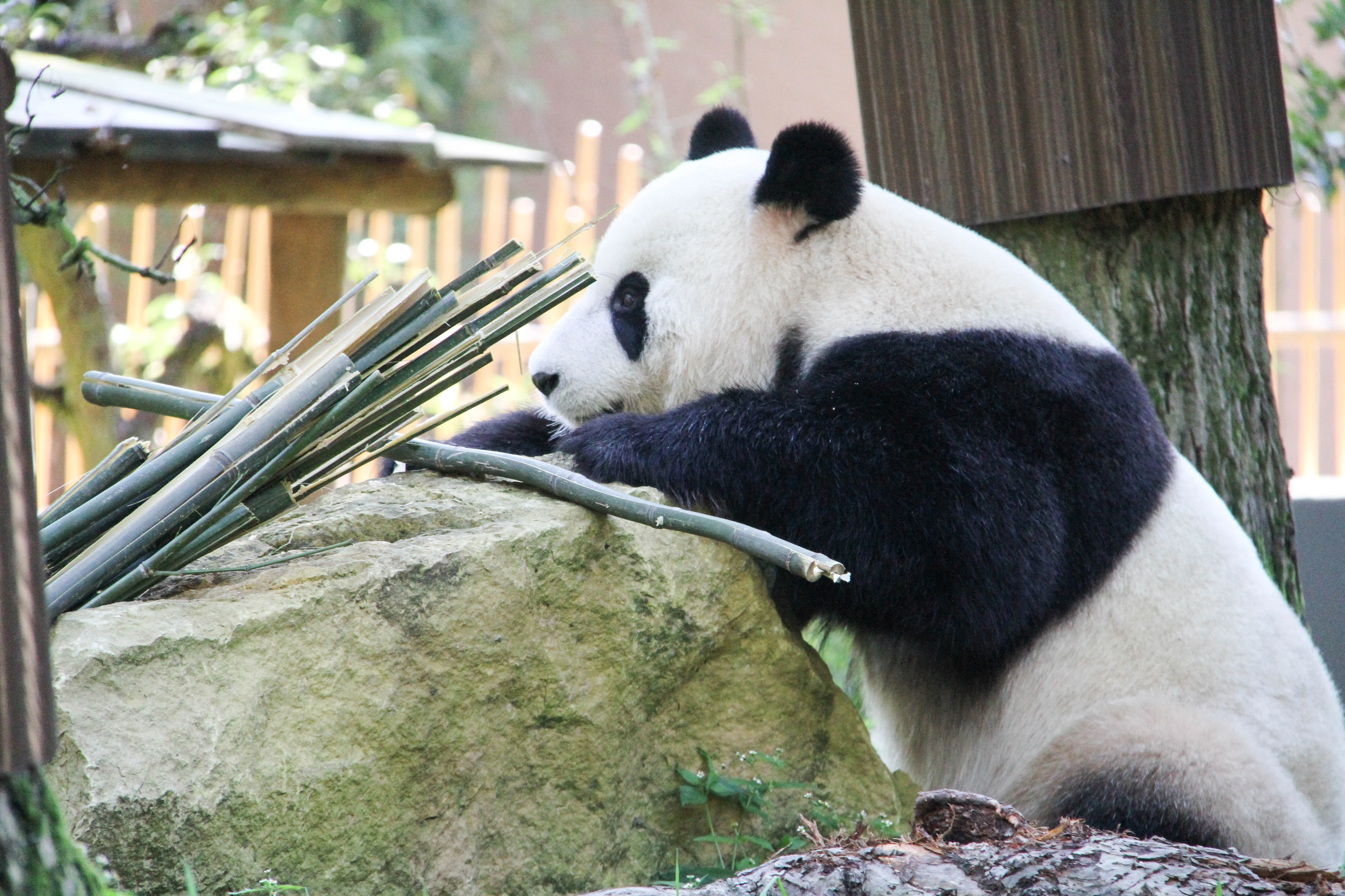 Ouwehands Dierenpark Rhenen