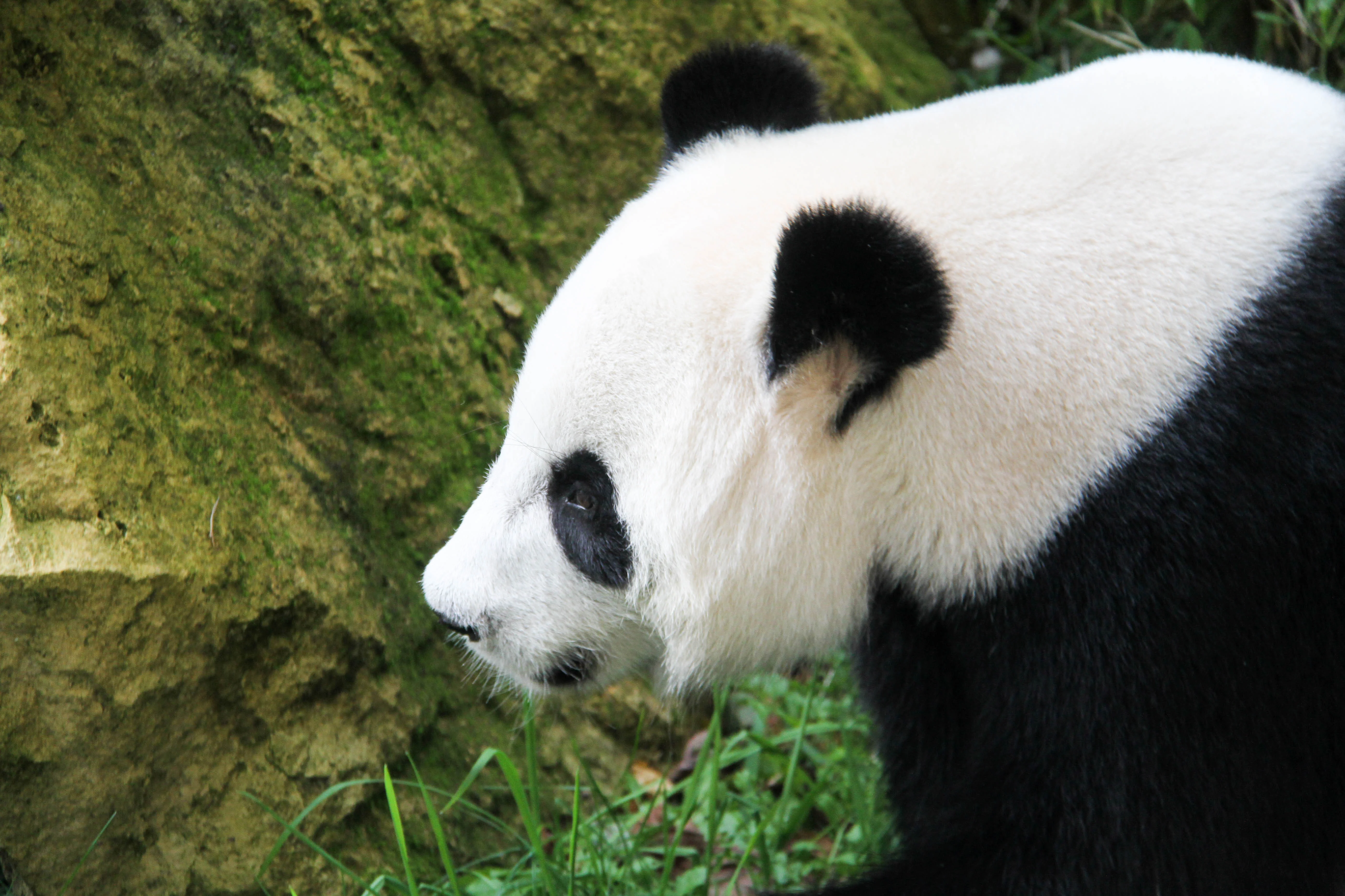 Ouwehands Dierenpark Rhenen