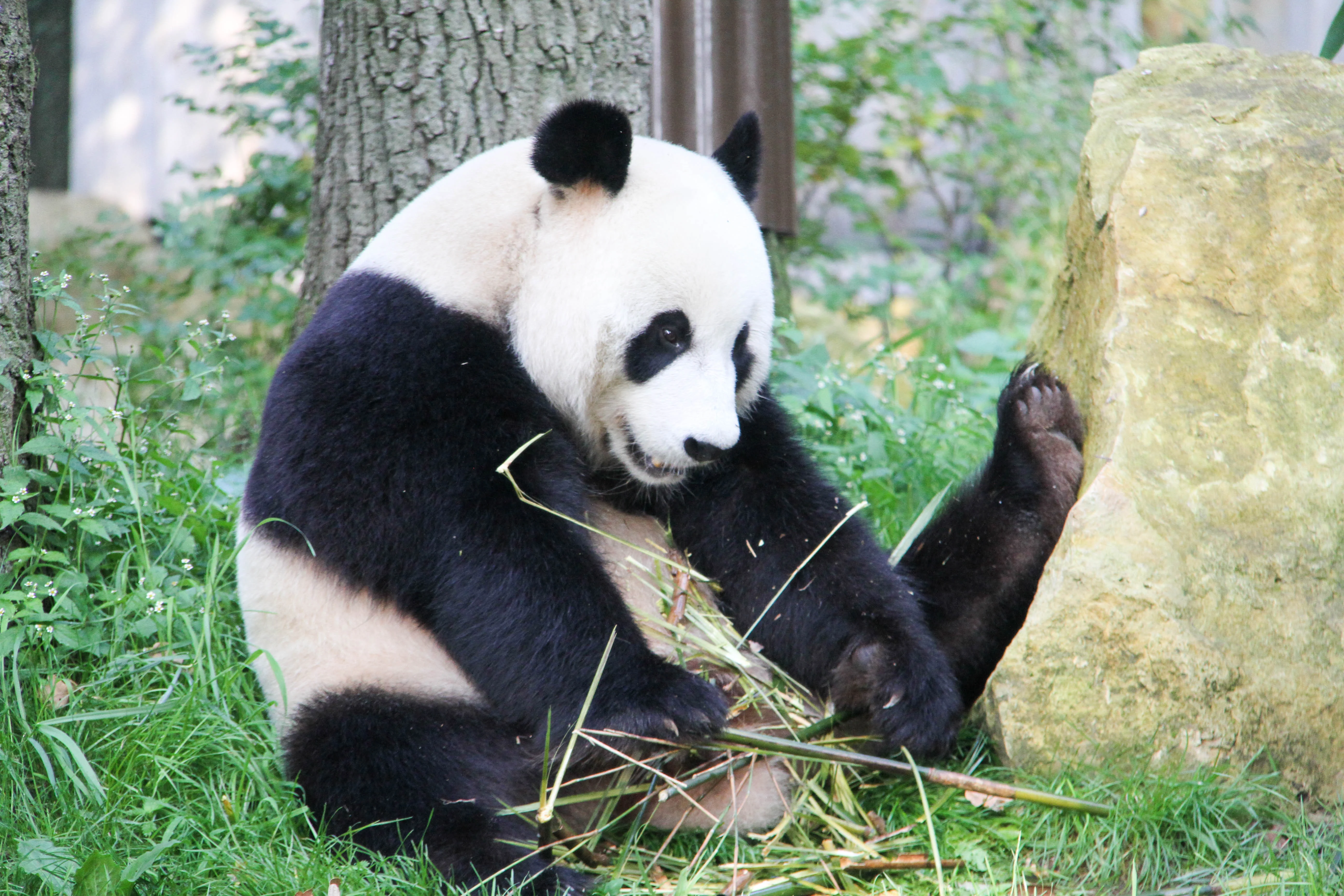 Ouwehands Dierenpark Rhenen