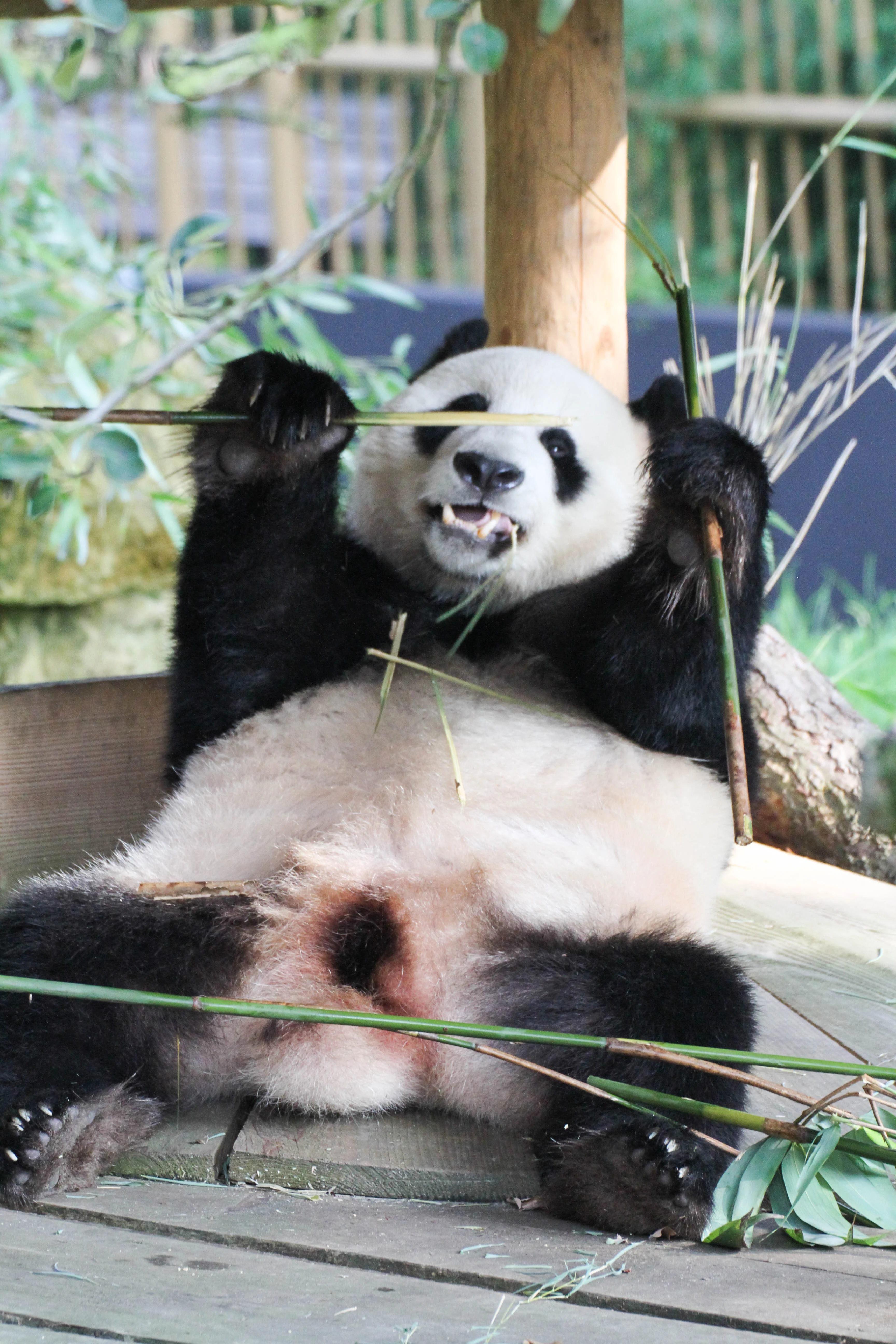 Ouwehands Dierenpark Rhenen