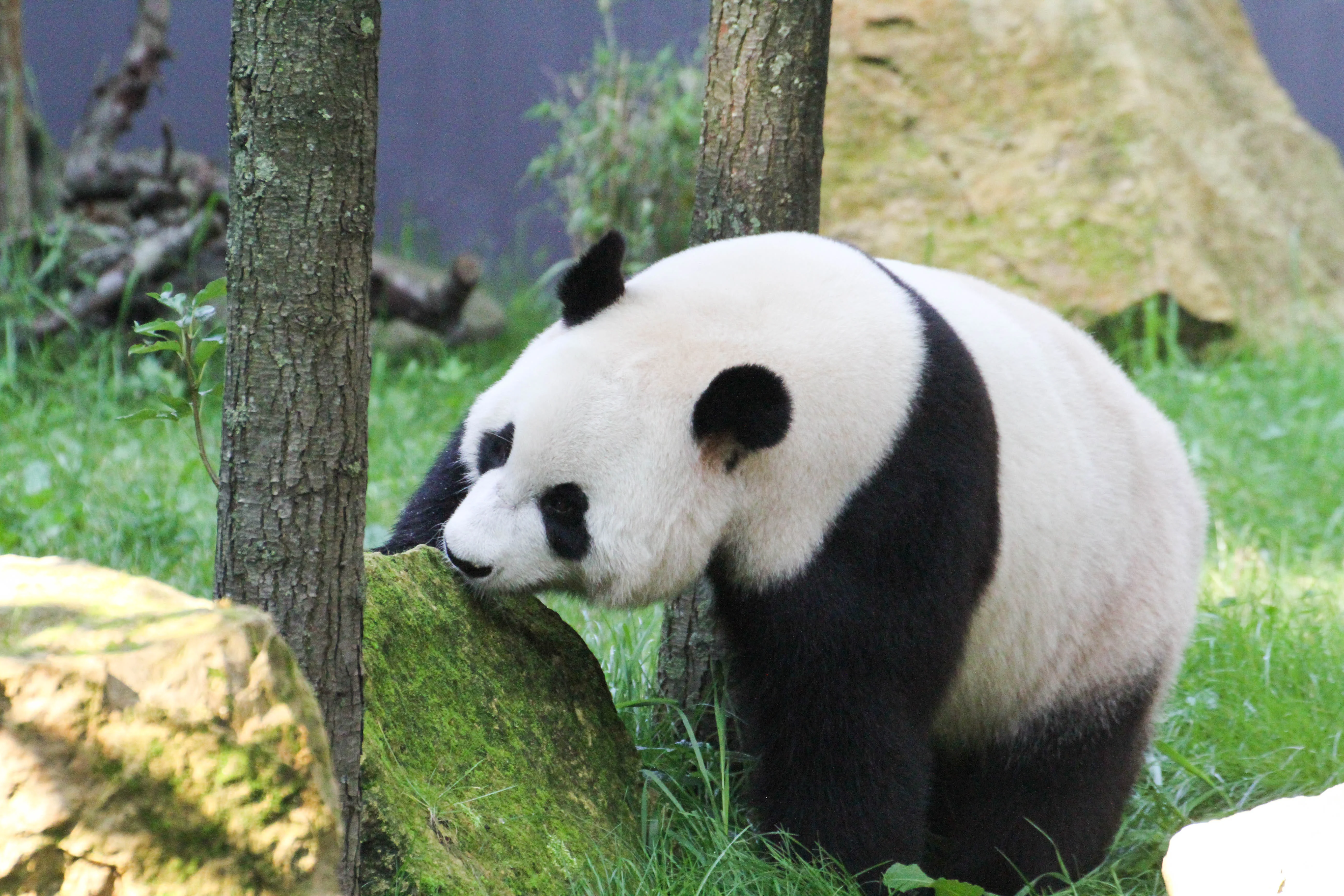 Ouwehands Dierenpark Rhenen