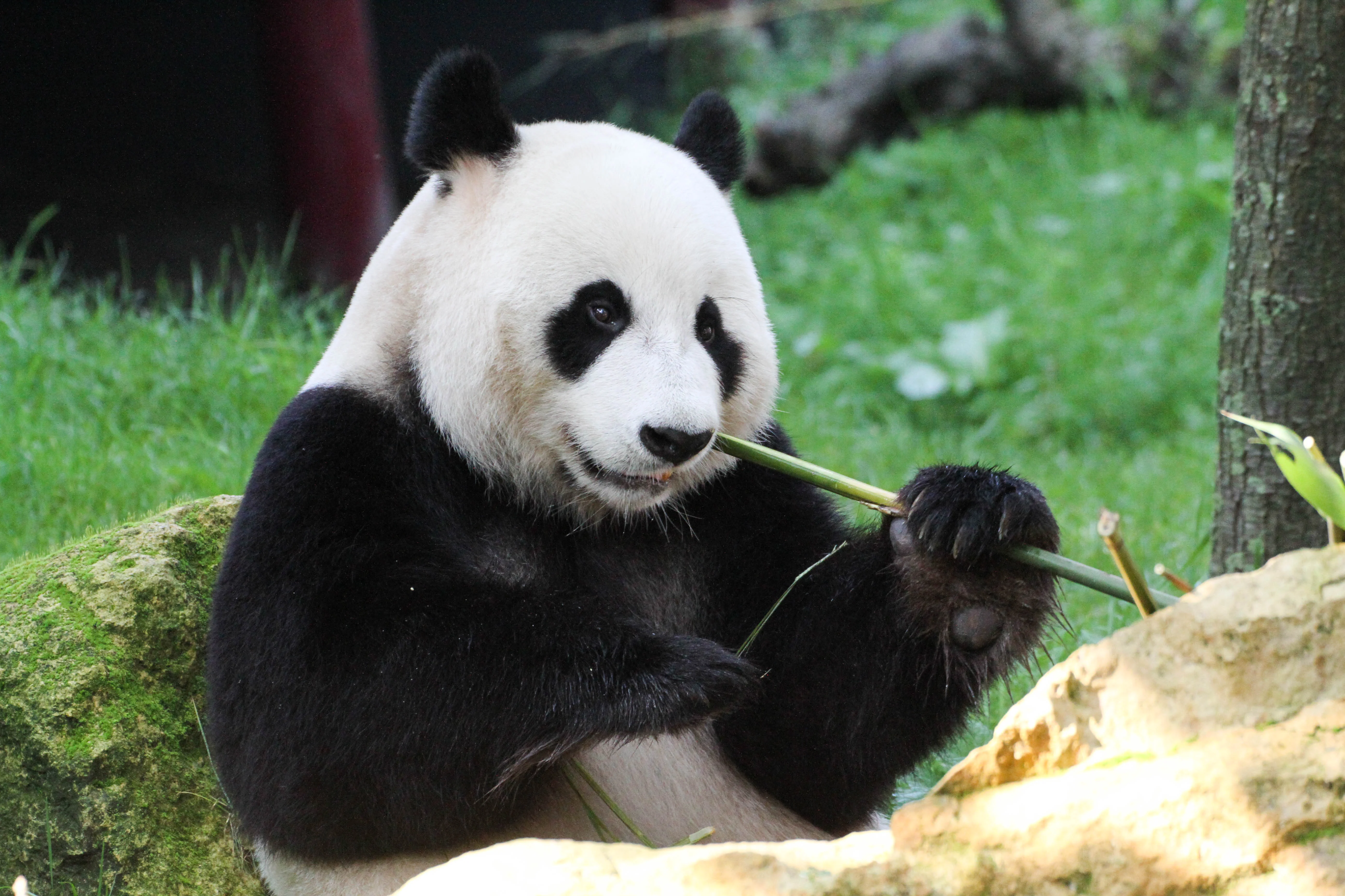 Ouwehands Dierenpark Rhenen