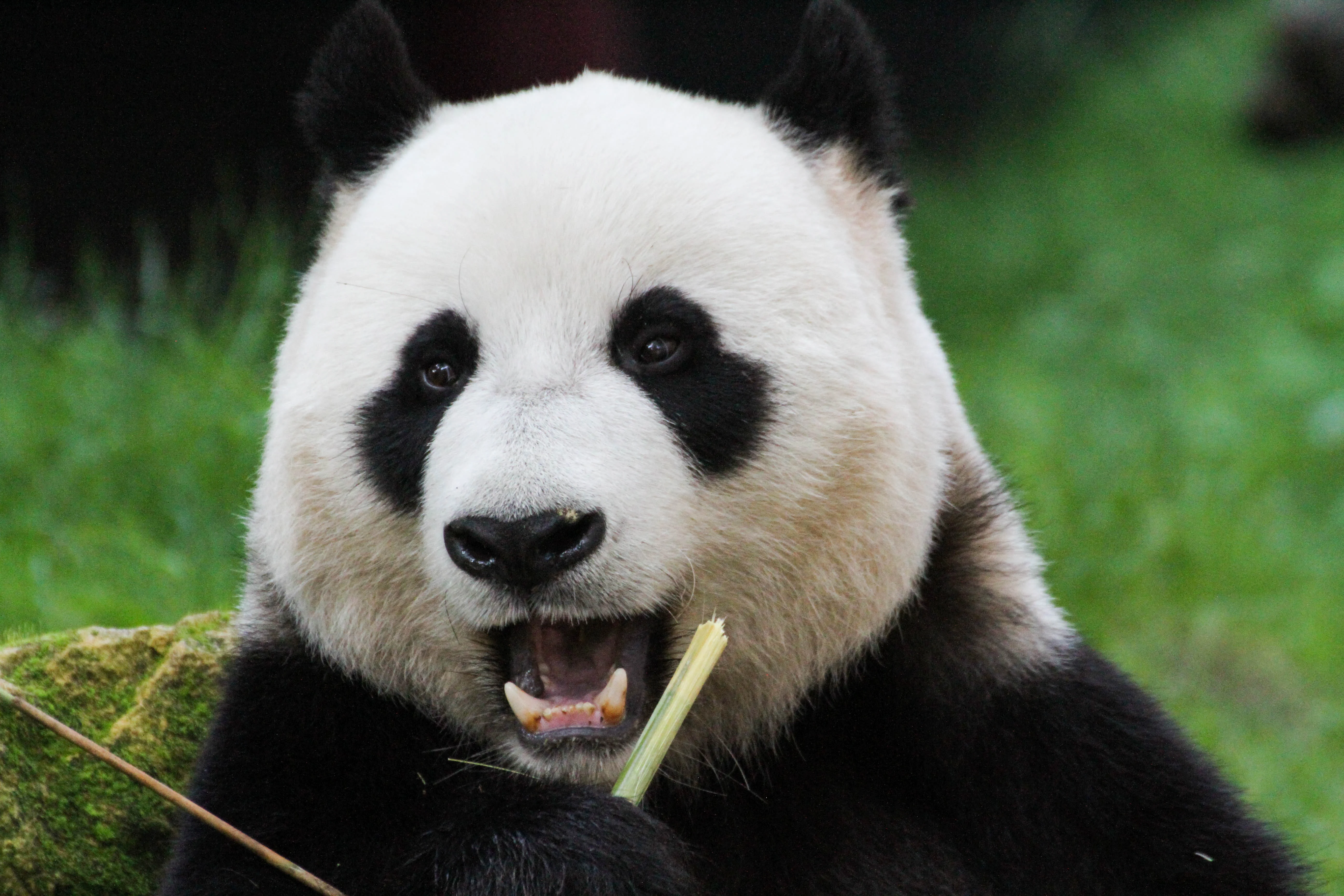 Ouwehands Dierenpark Rhenen
