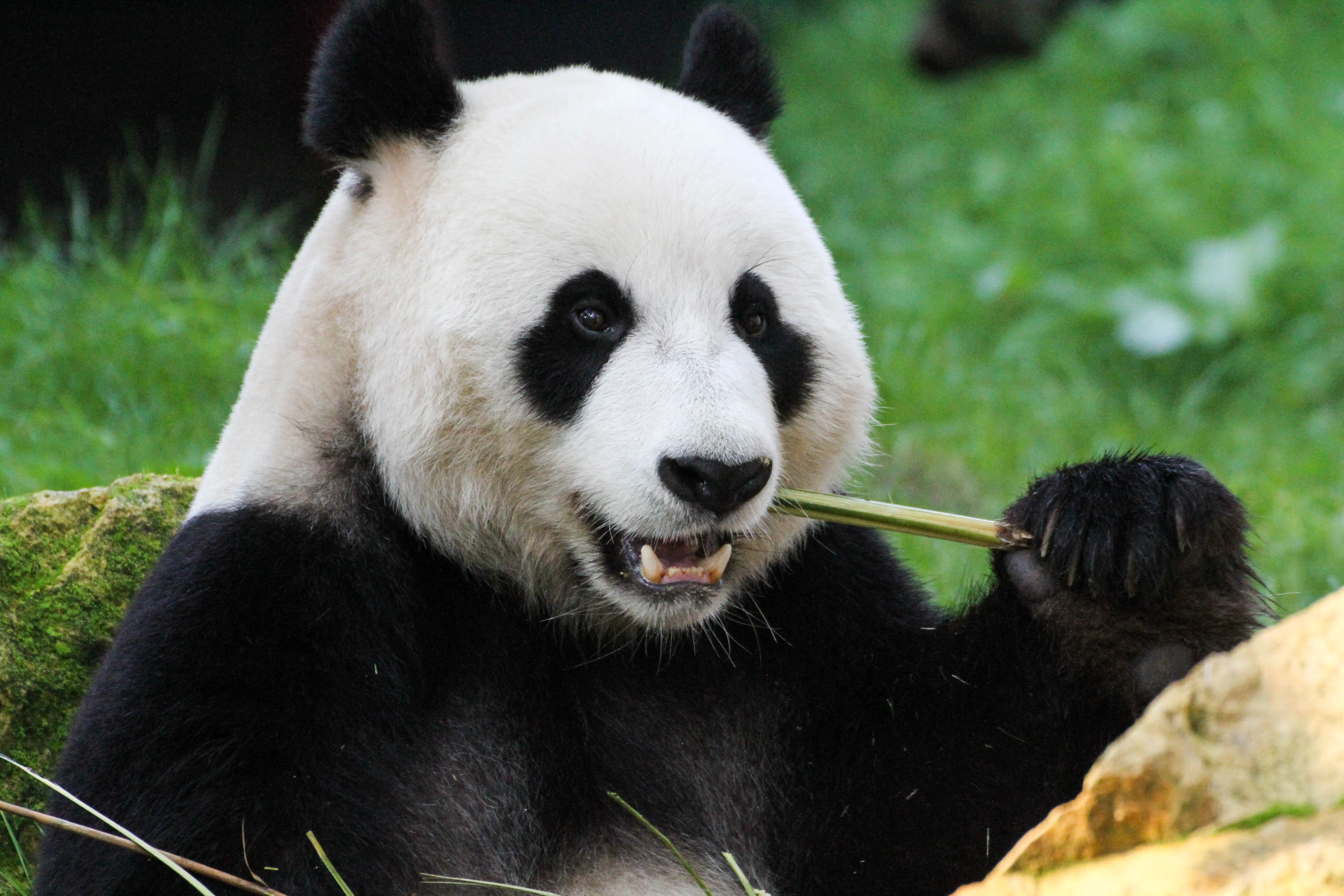 Ouwehands Dierenpark Rhenen