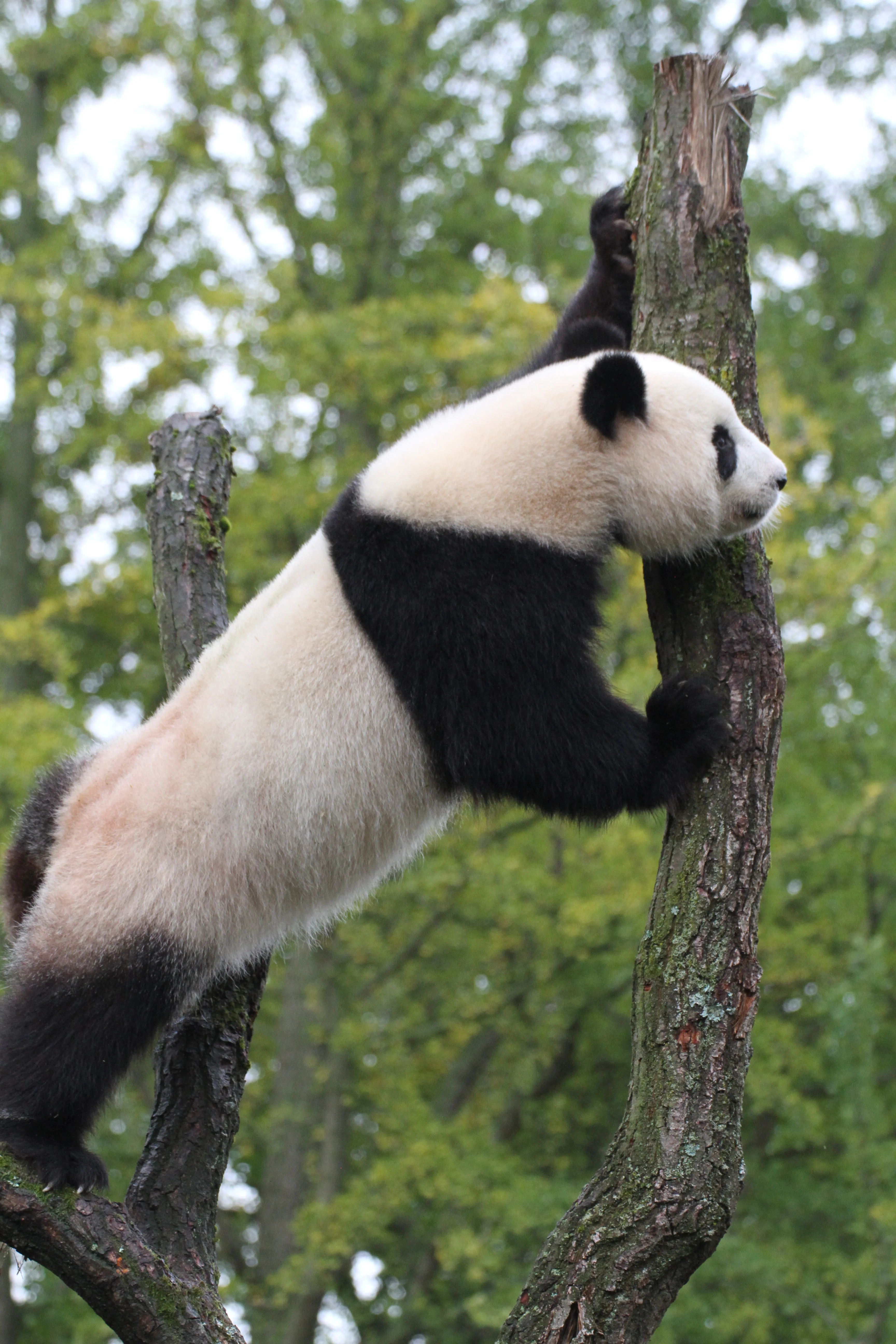 Zoo Berlin