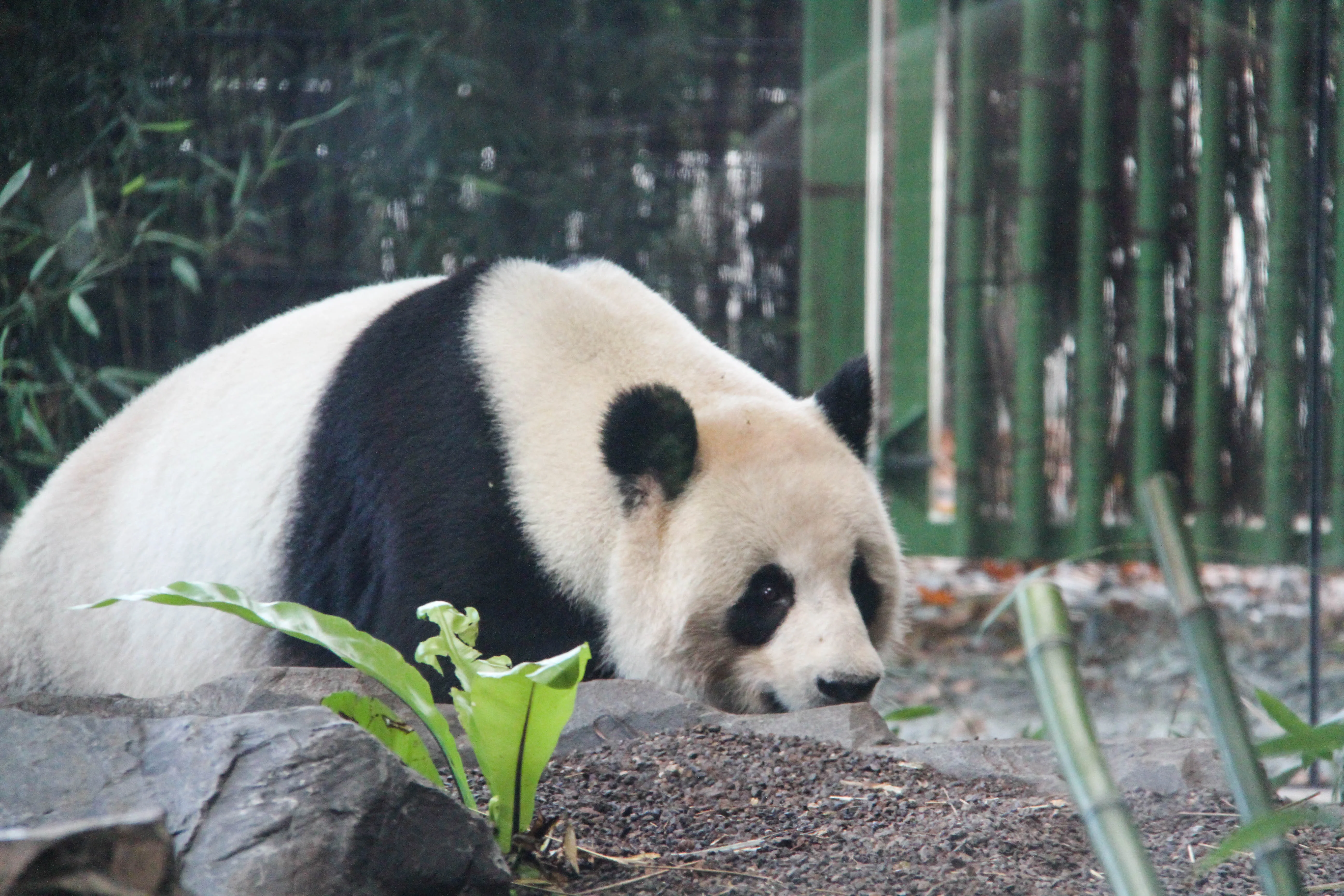 Zoo Berlin