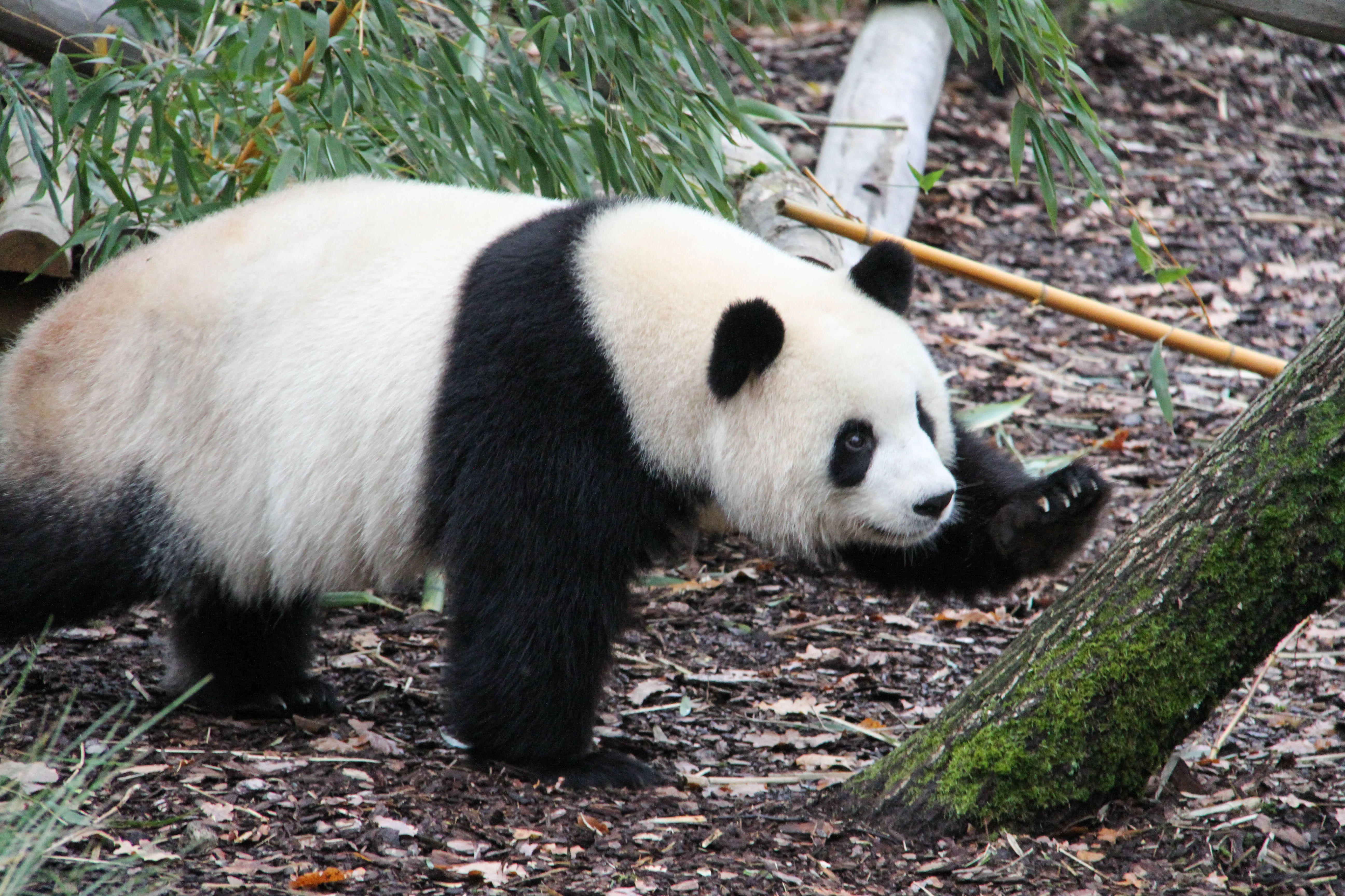 Zoo Berlin