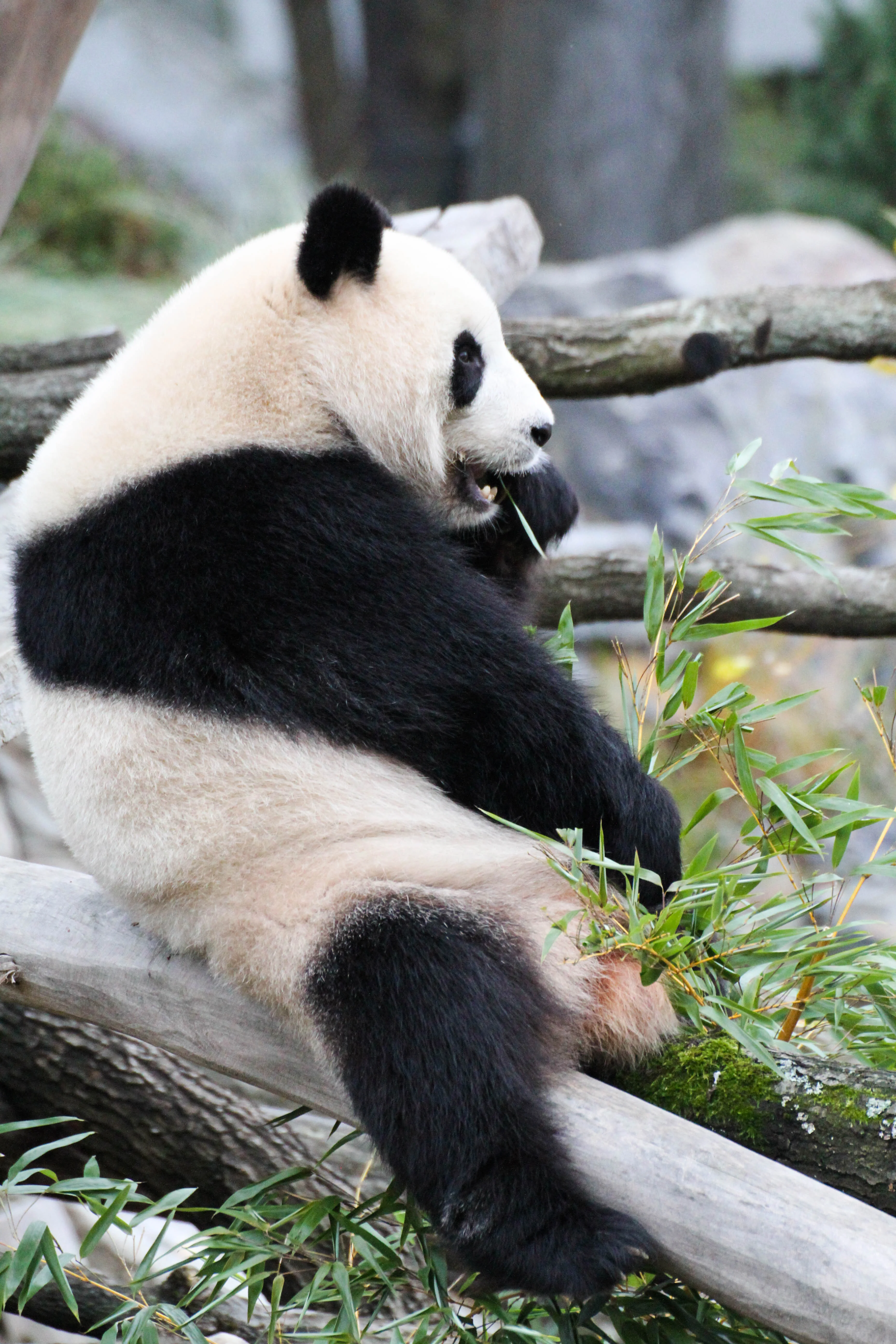 Zoo Berlin