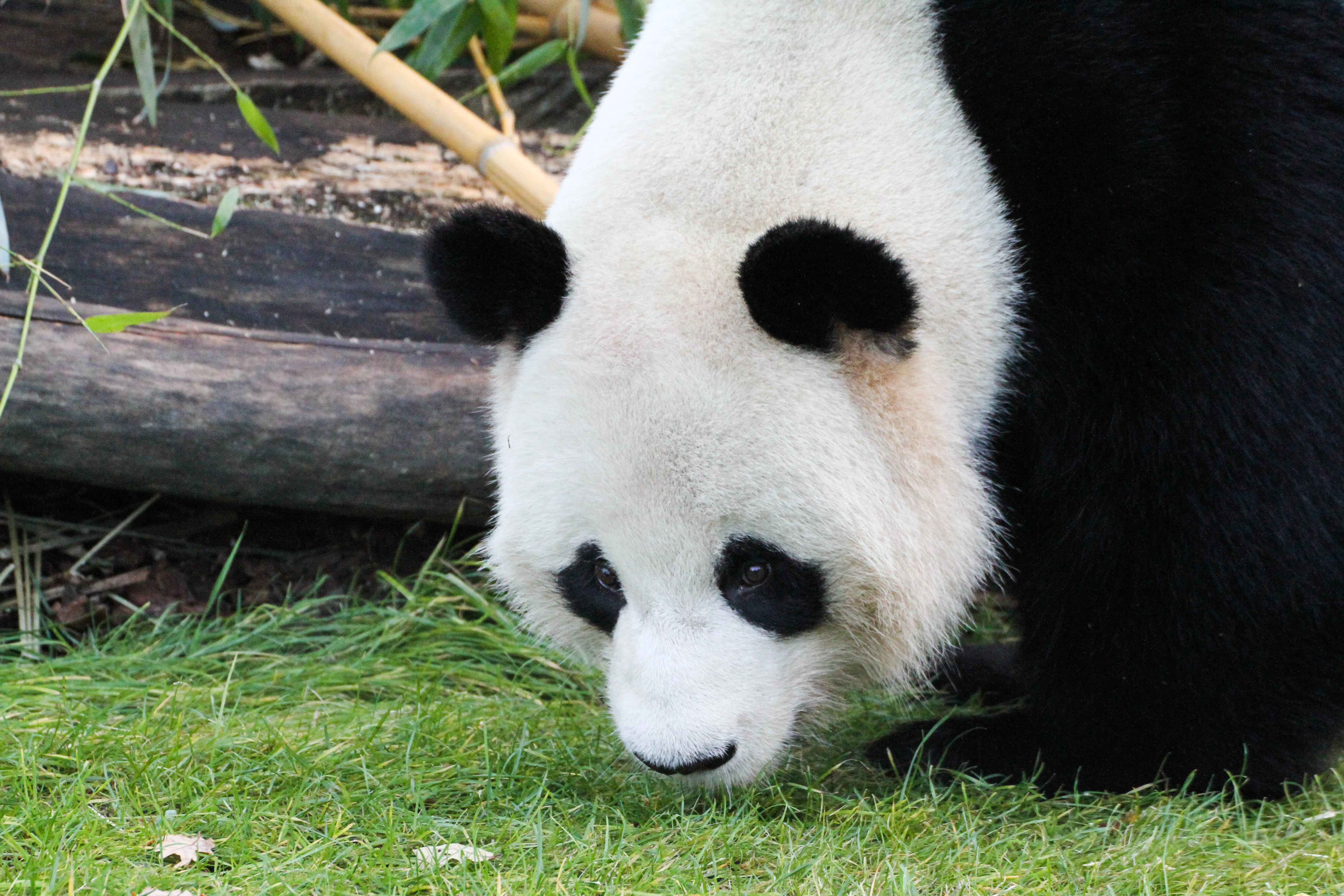 Zoo Berlin
