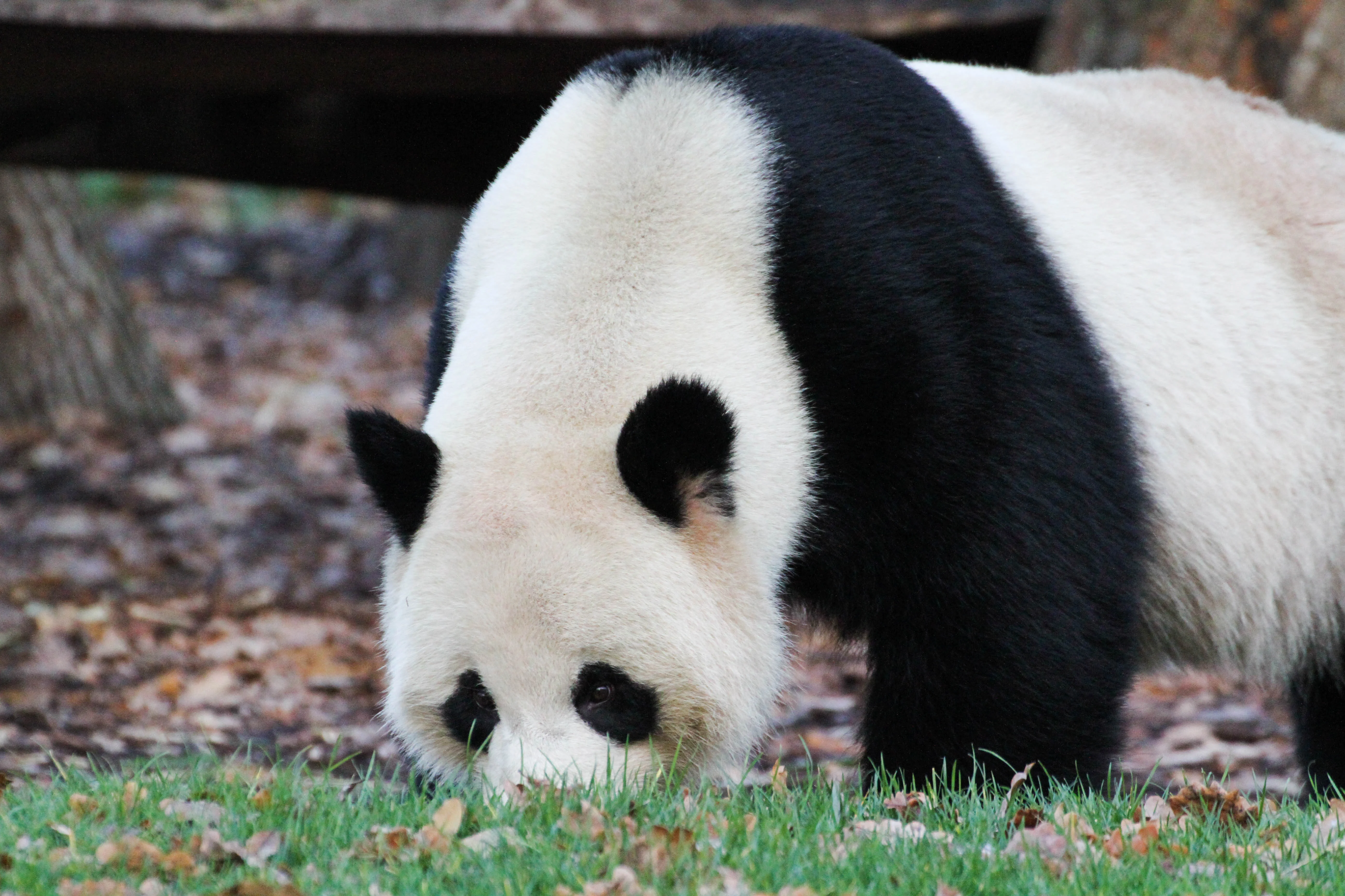 Zoo Berlin